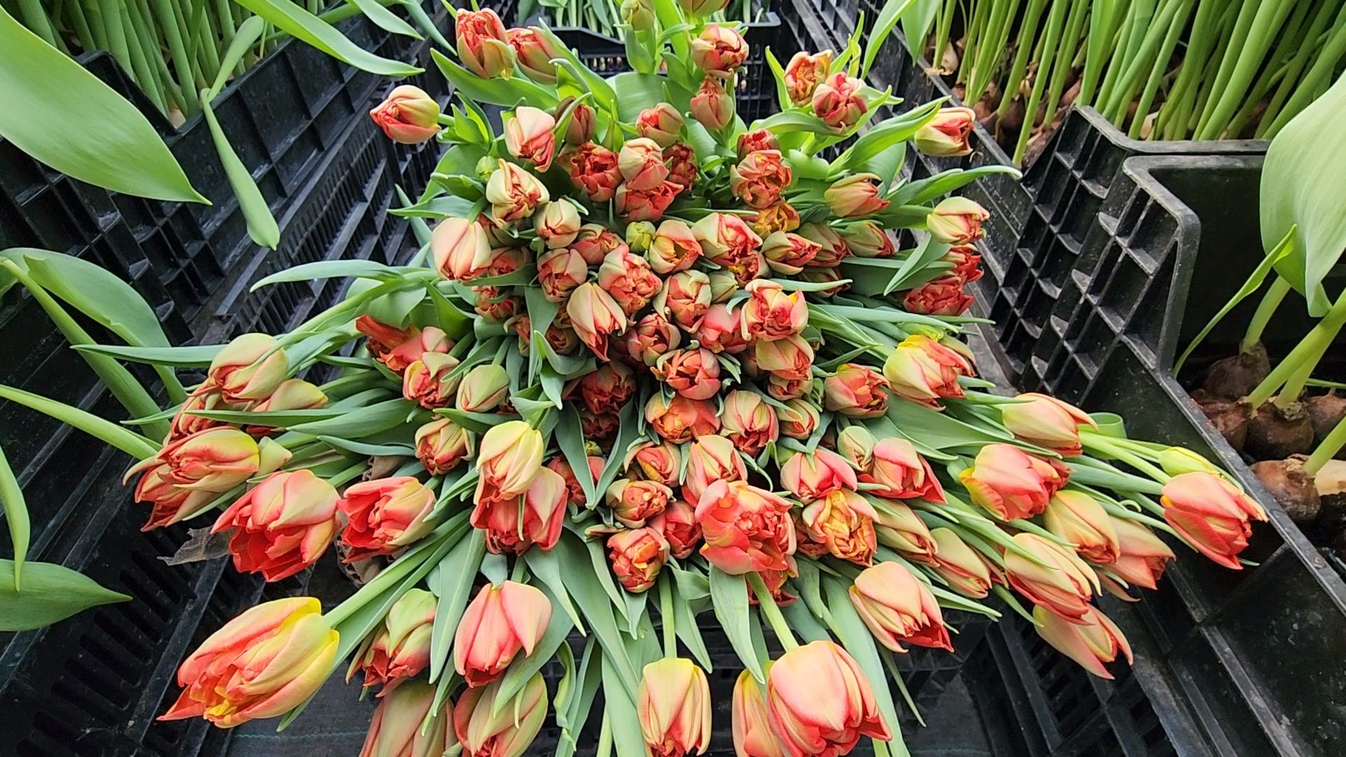 Чехов, деревня Хлевино, тепличный комплекс, садовый центр, тюльпаны, сорта, особенности, характеристики, 8 Марта,