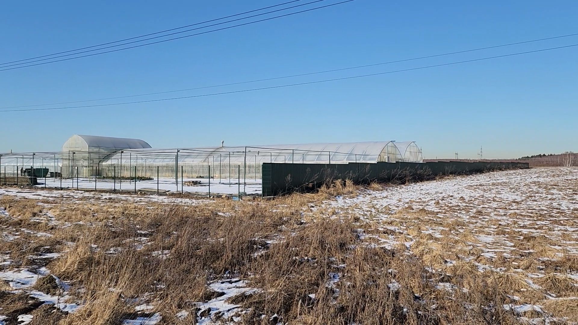 Чехов, деревня Хлевино, тепличный комплекс, садовый центр, тюльпаны, сорта, особенности, характеристики, 8 Марта,