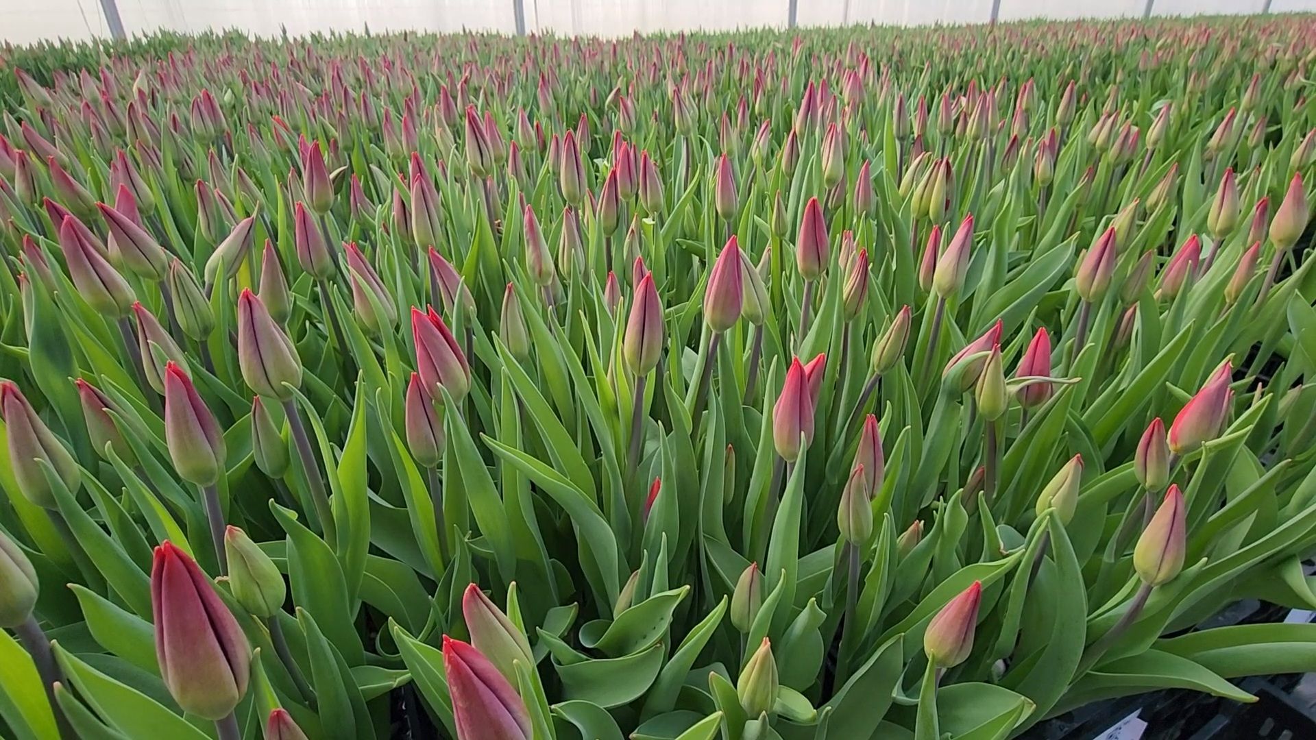 Чехов, деревня Хлевино, тепличный комплекс, садовый центр, тюльпаны, сорта, особенности, характеристики, 8 Марта,