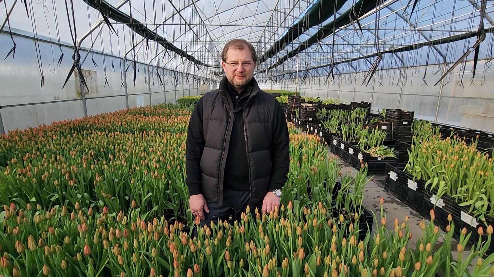 Чехов, деревня Хлевино, тепличный комплекс, садовый центр, тюльпаны, сорта, особенности, характеристики, 8 Марта,