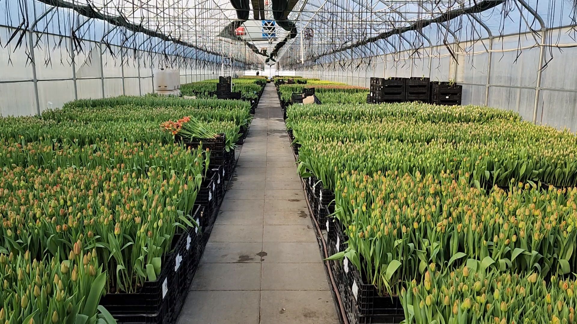 Чехов, деревня Хлевино, тепличный комплекс, садовый центр, тюльпаны, сорта, особенности, характеристики, 8 Марта,