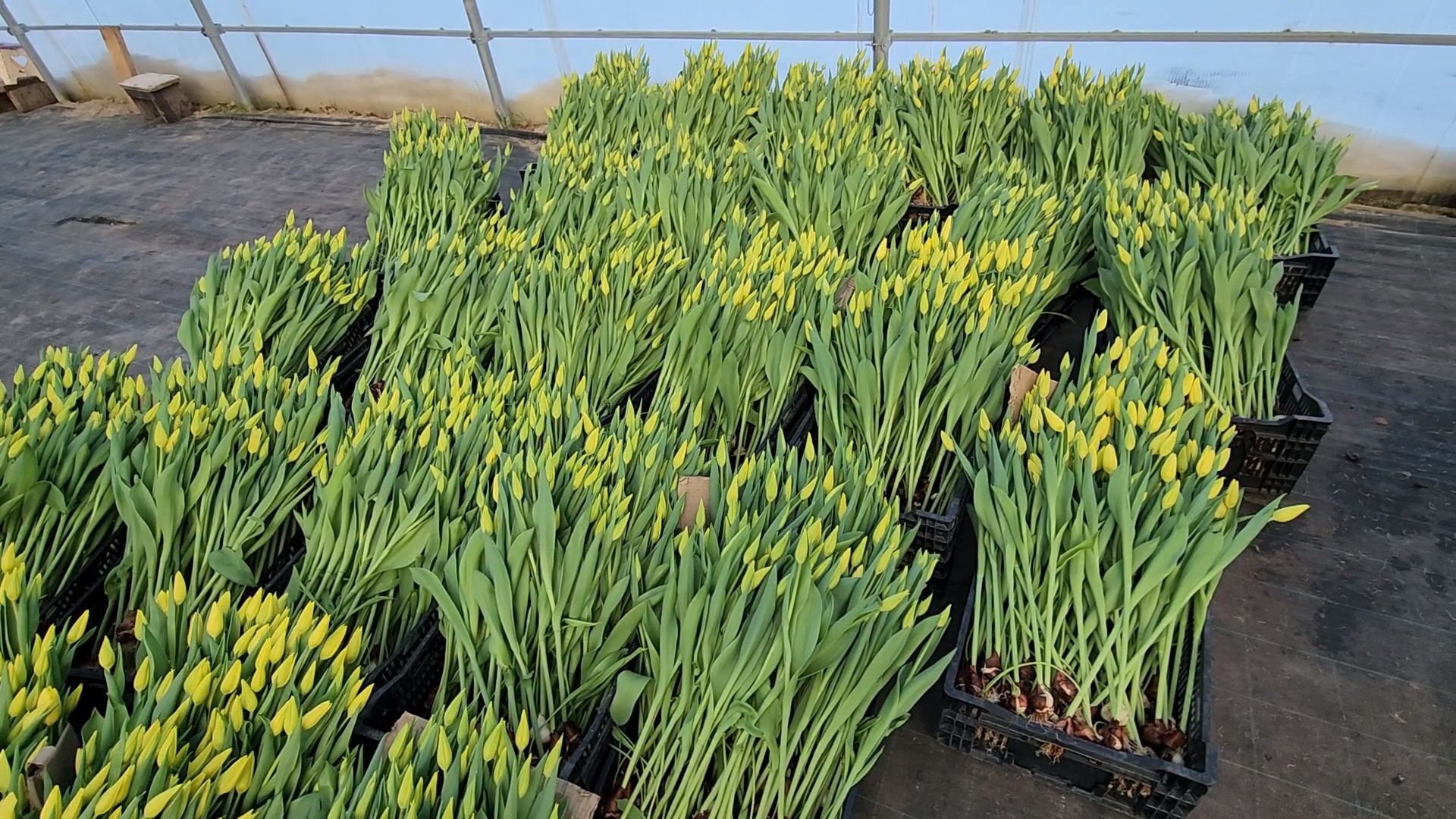 Чехов, деревня Хлевино, тепличный комплекс, садовый центр, тюльпаны, сорта, особенности, характеристики, 8 Марта,