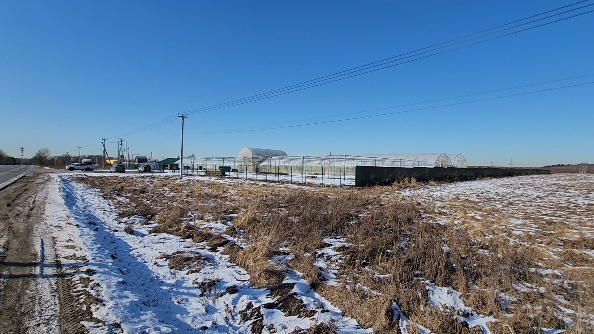 Чехов, деревня Хлевино, тепличный комплекс, садовый центр, тюльпаны, сорта, особенности, характеристики, 8 Марта,
