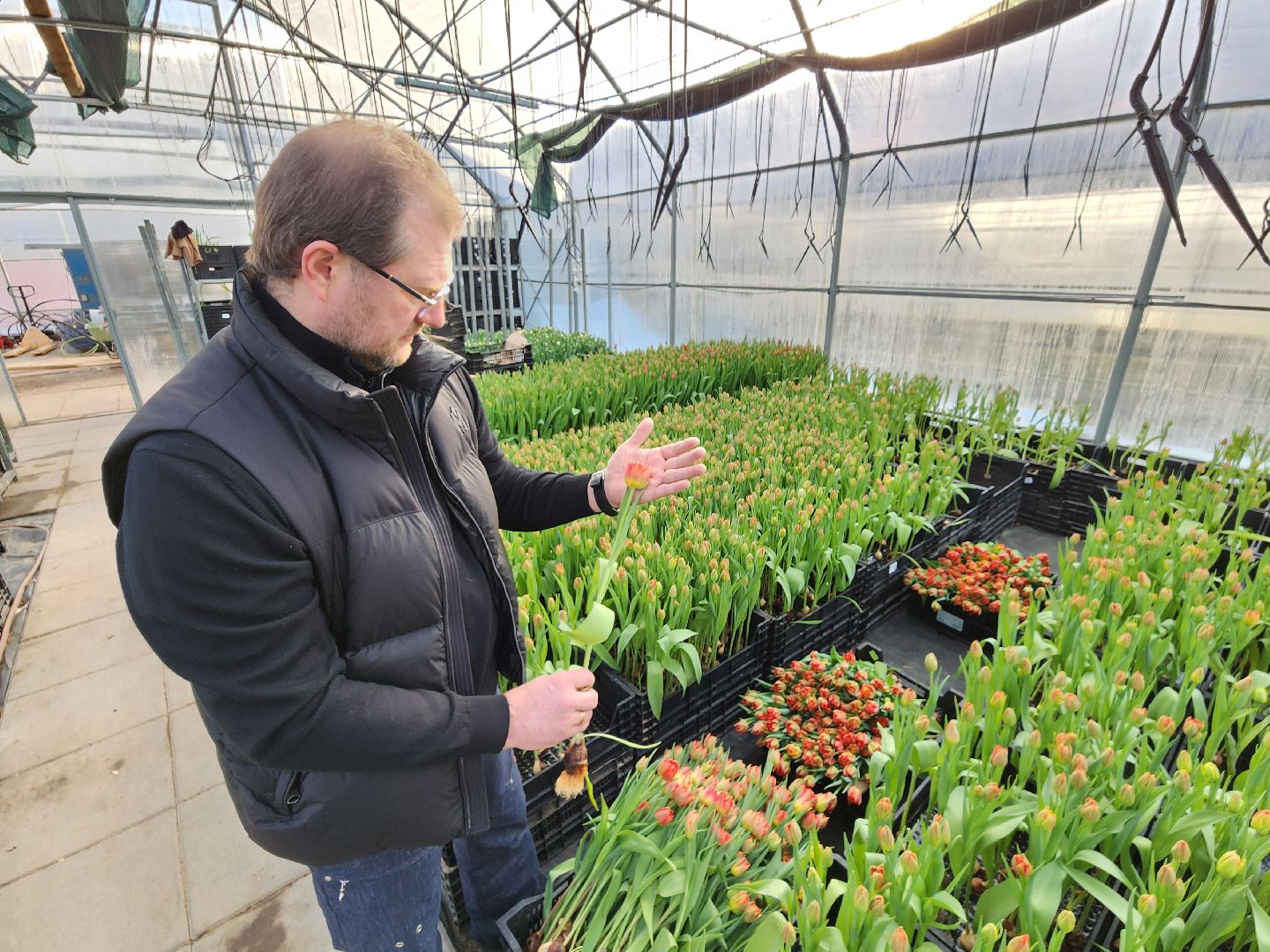 Чехов, деревня Хлевино, тепличный комплекс, садовый центр, тюльпаны, сорта, особенности, характеристики, 8 Марта,