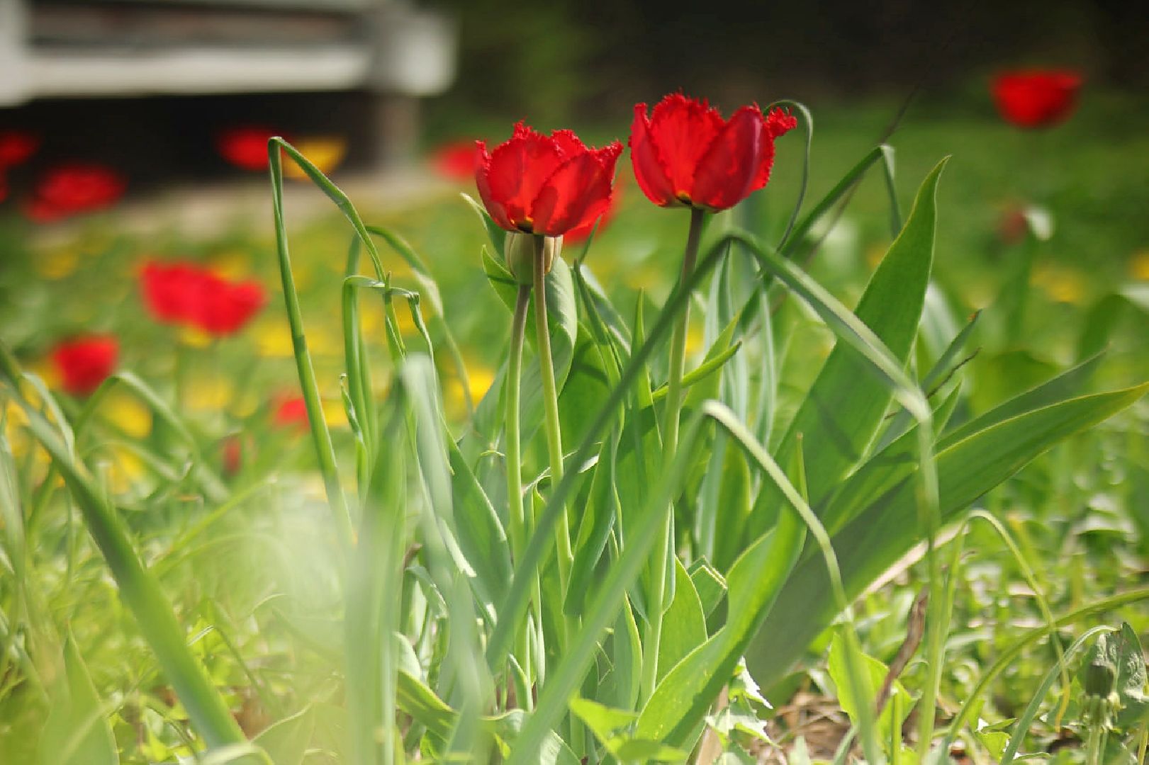 Пущино, благоустройство
