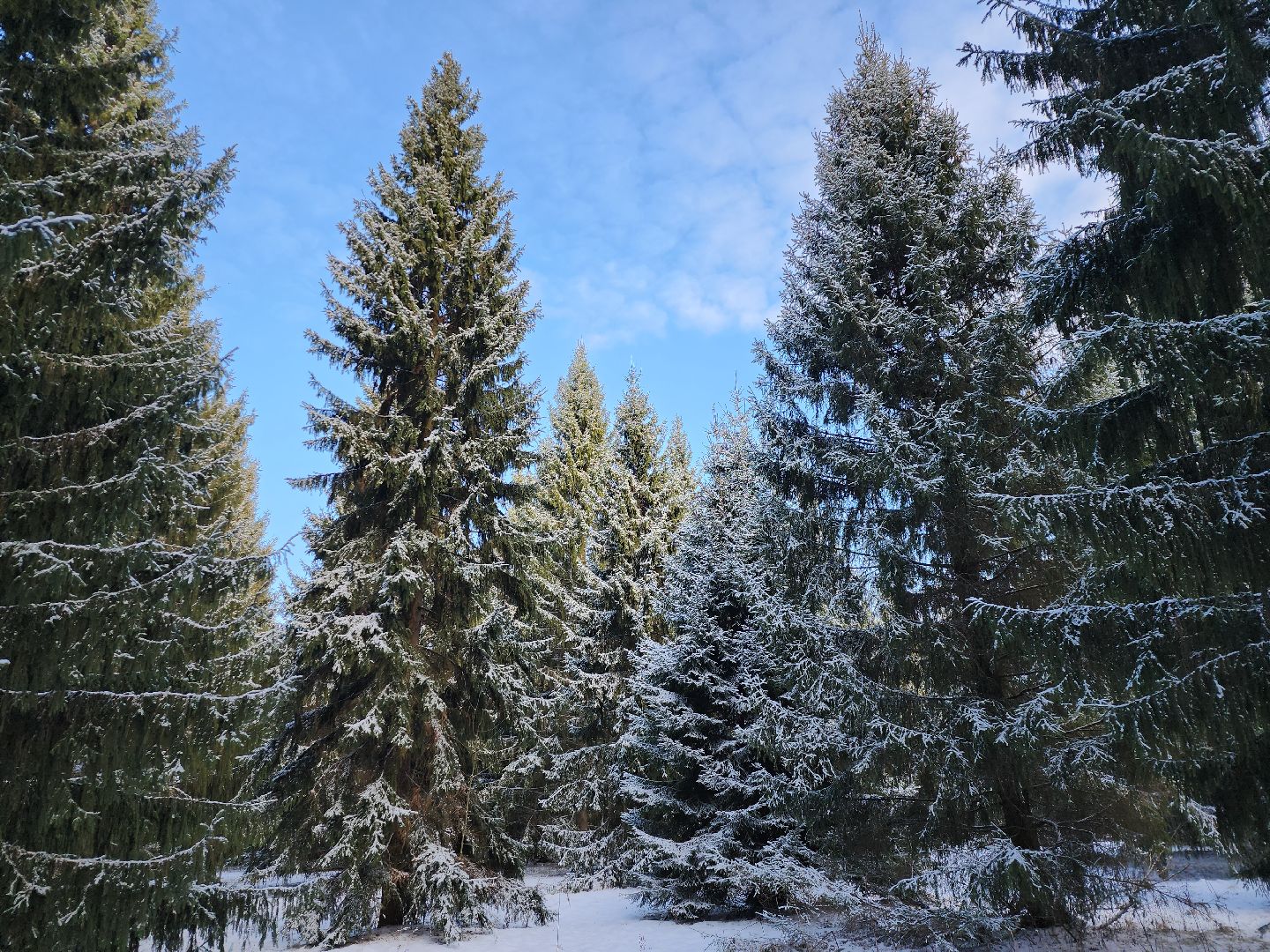 серпухов, подмосковье, заокское участковое лесничество, русский лес,
