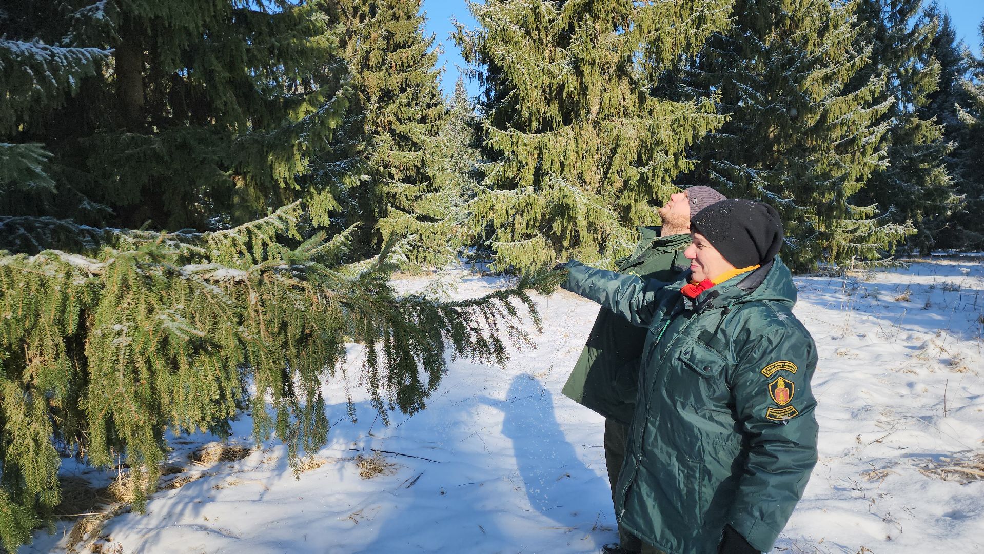 серпухов, подмосковье, заокское участковое лесничество, русский лес,