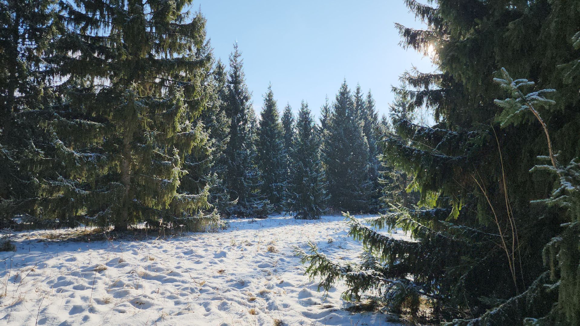 серпухов, подмосковье, заокское участковое лесничество, русский лес,
