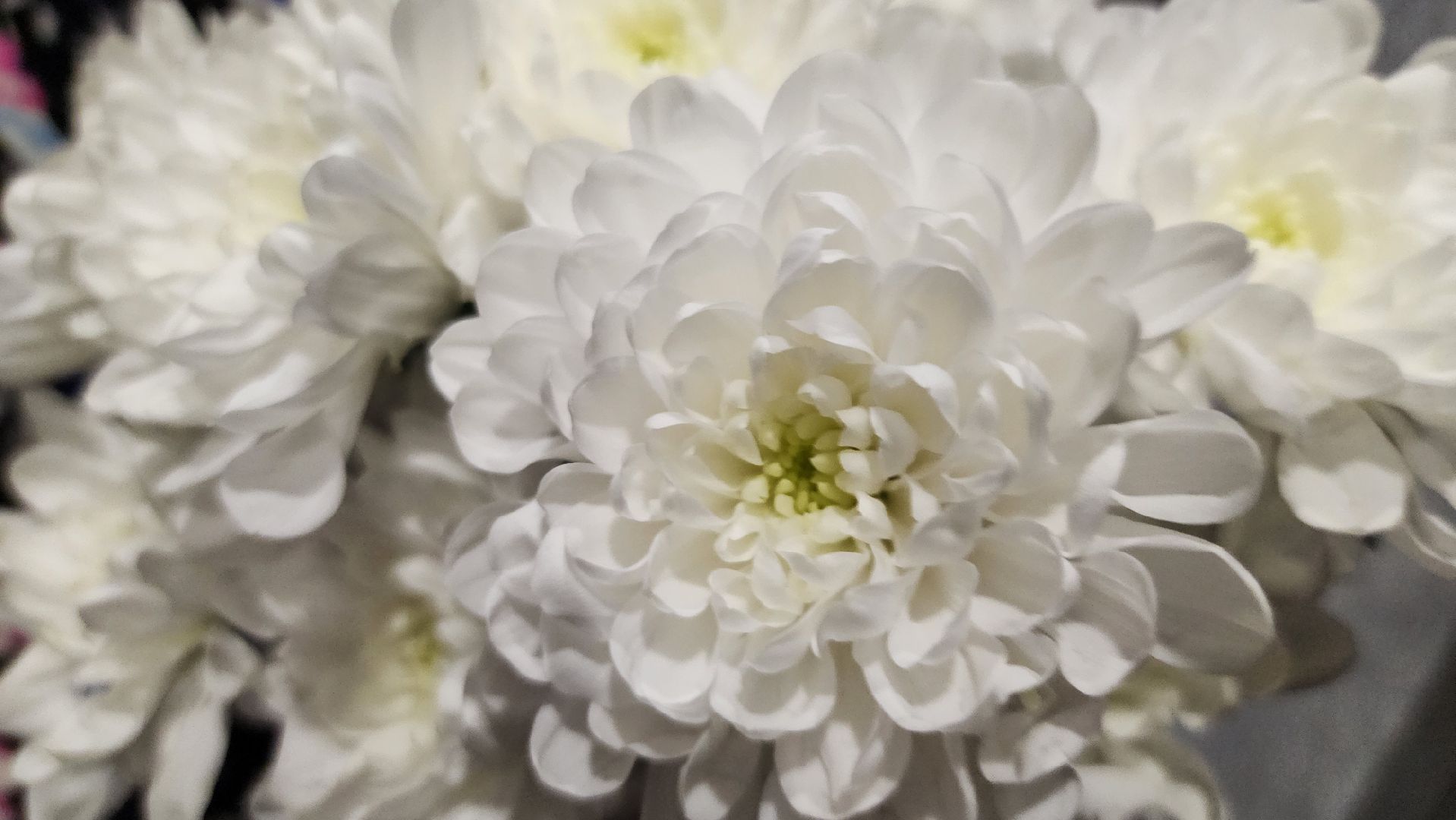 Руза, узники концлагерей, день победы, нестерово, нестеровский лицей, волонтеры,