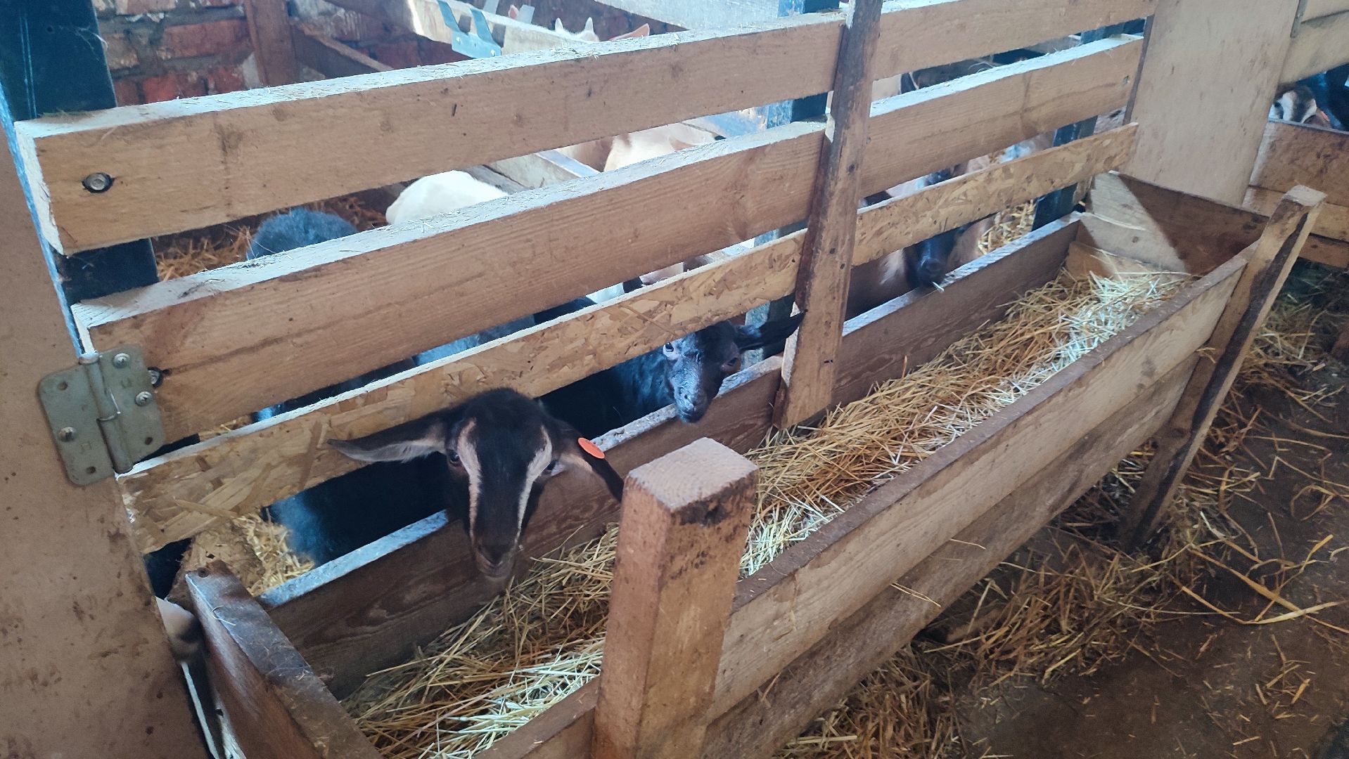 Кашира, экоферма, Знаменское, козы, сельское хозяйство, молоко, сыр