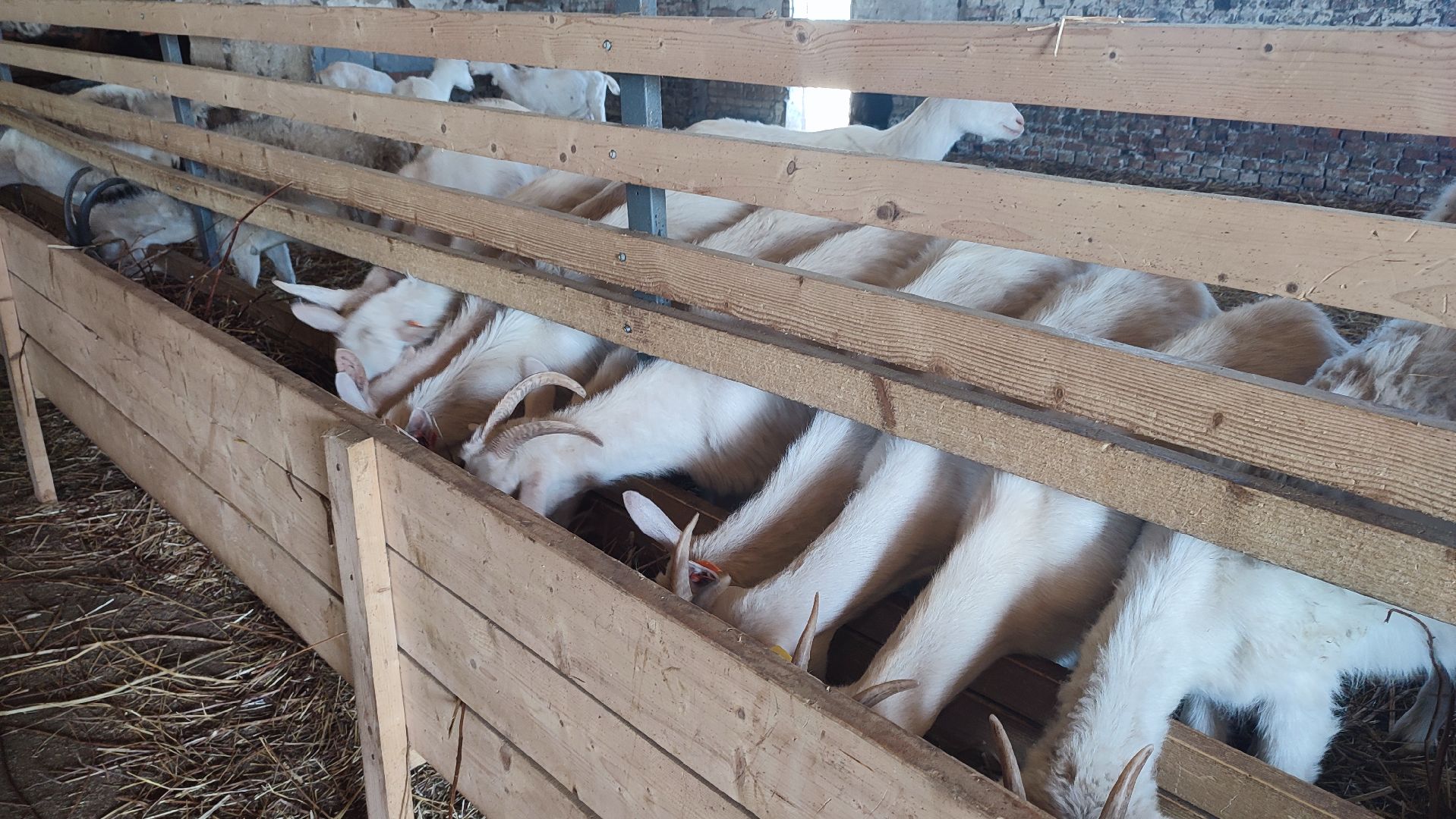 Кашира, экоферма, Знаменское, козы, сельское хозяйство, молоко, сыр