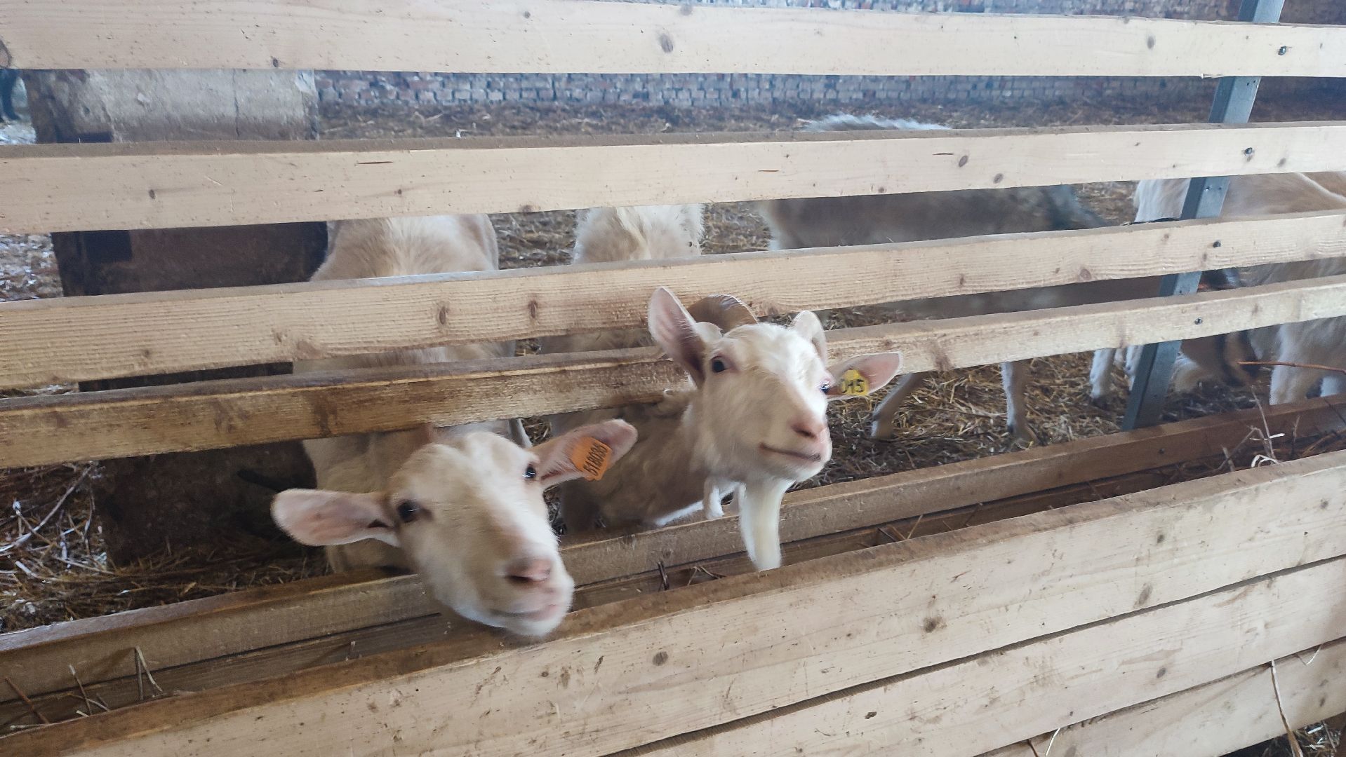 Кашира, экоферма, Знаменское, козы, сельское хозяйство, молоко, сыр