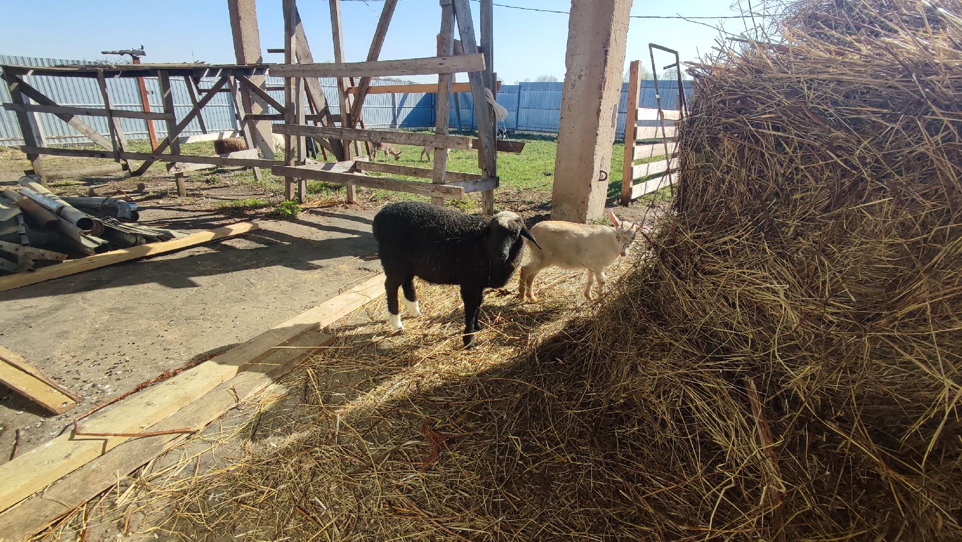 Кашира, экоферма, Знаменское, козы, сельское хозяйство, молоко, сыр