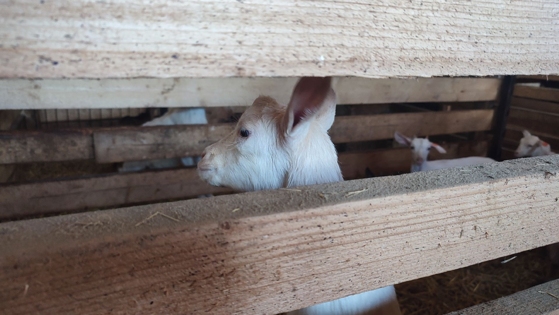 Кашира, экоферма, Знаменское, козы, сельское хозяйство, молоко, сыр