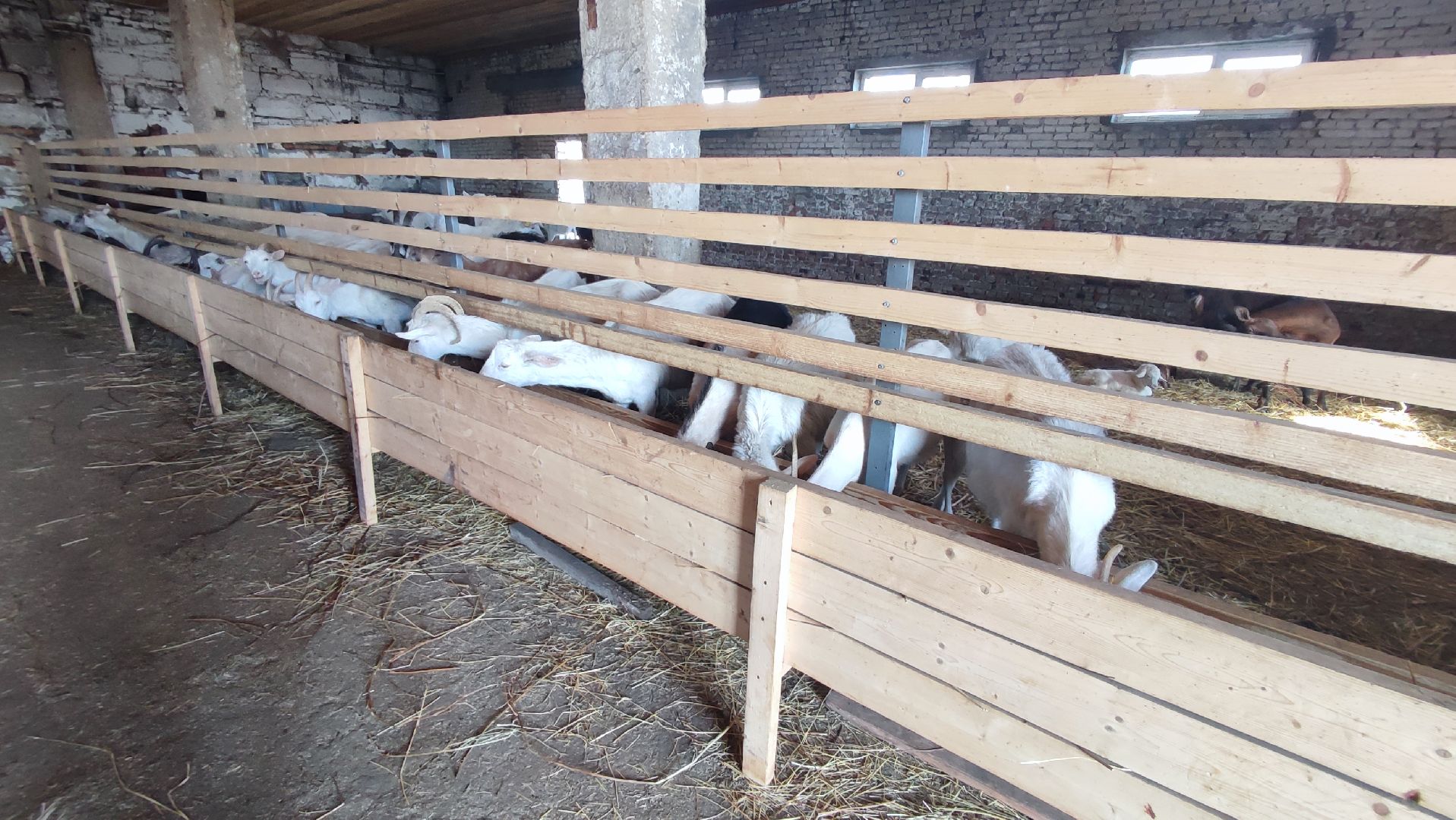 Кашира, экоферма, Знаменское, козы, сельское хозяйство, молоко, сыр