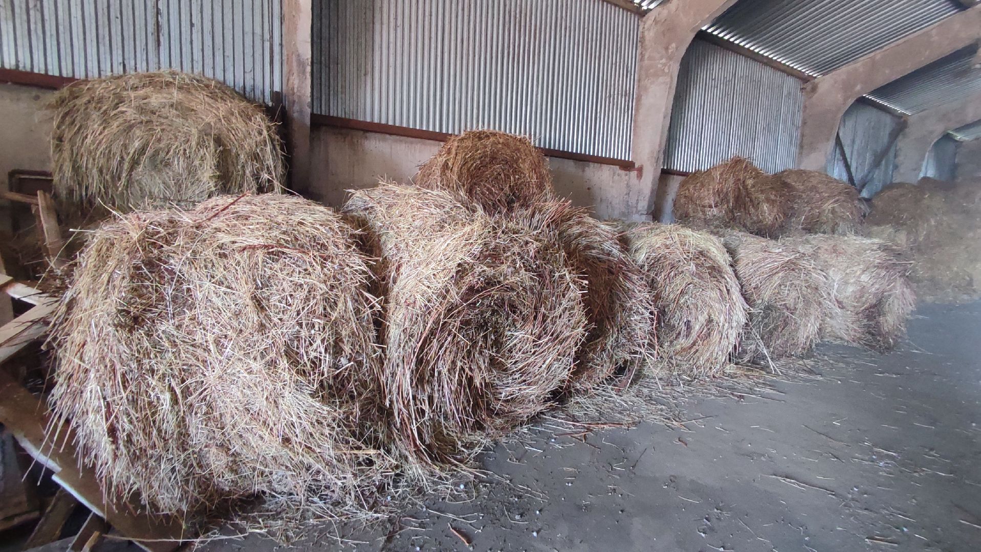 Кашира, экоферма, Знаменское, козы, сельское хозяйство, молоко, сыр