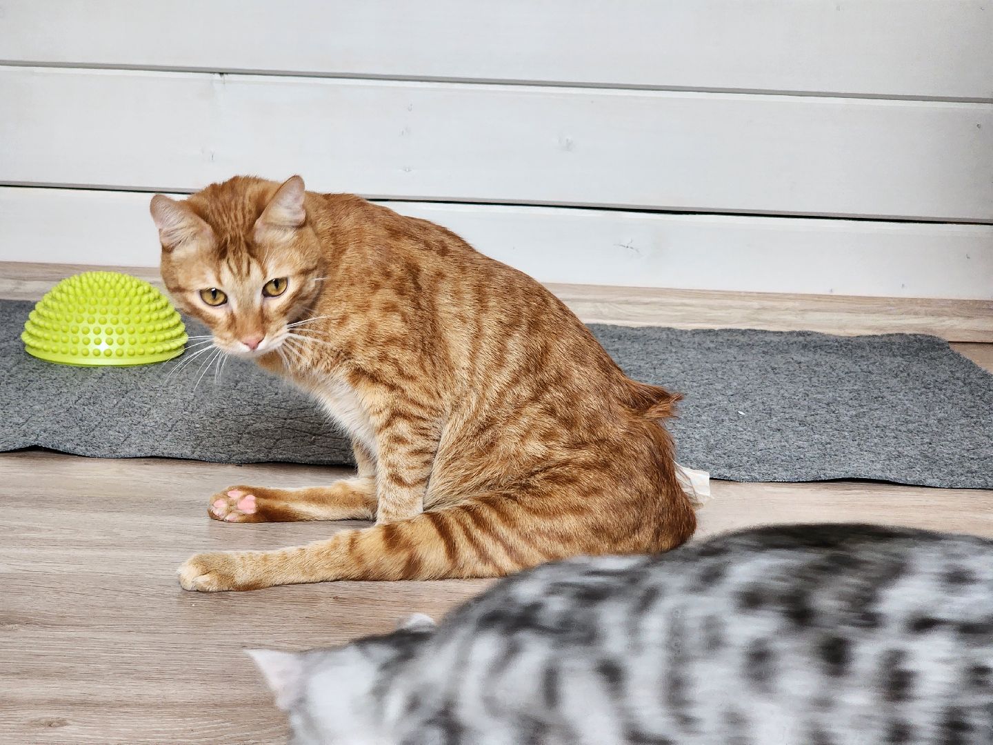 Дубна, Волонтер, Приют для кошек, Благотворительность, Приют лучик, Помощь животным,