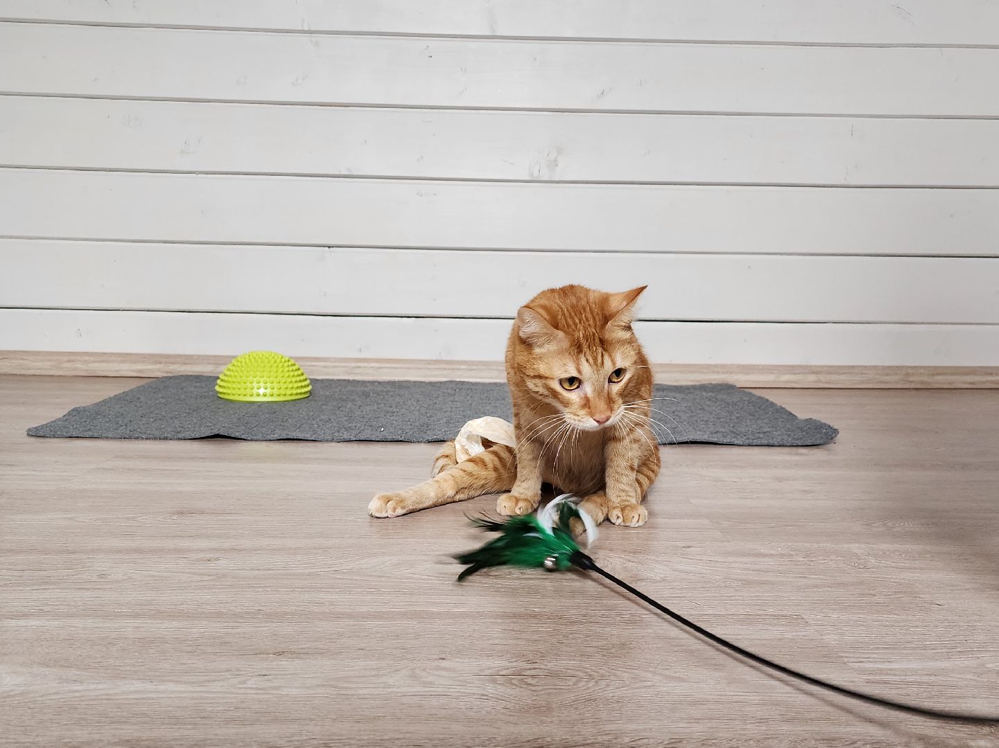 Дубна, Волонтер, Приют для кошек, Благотворительность, Приют лучик, Помощь животным,