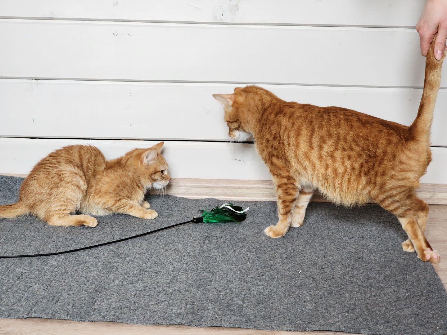 Дубна, Волонтер, Приют для кошек, Благотворительность, Приют лучик, Помощь животным,