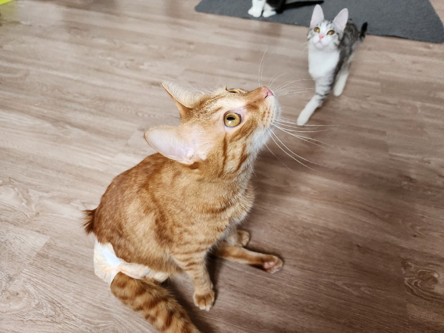 Дубна, Волонтер, Приют для кошек, Благотворительность, Приют лучик, Помощь животным,