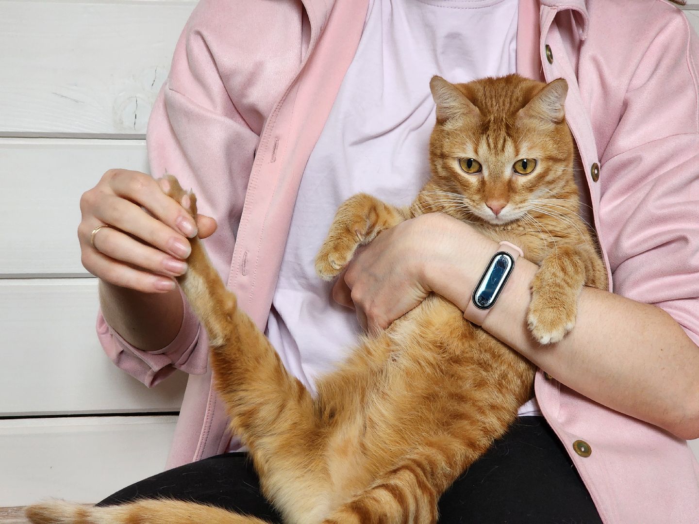 Дубна, Волонтер, Приют для кошек, Благотворительность, Приют лучик, Помощь животным,