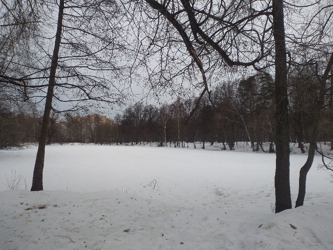 Лосино-Петровский, общество