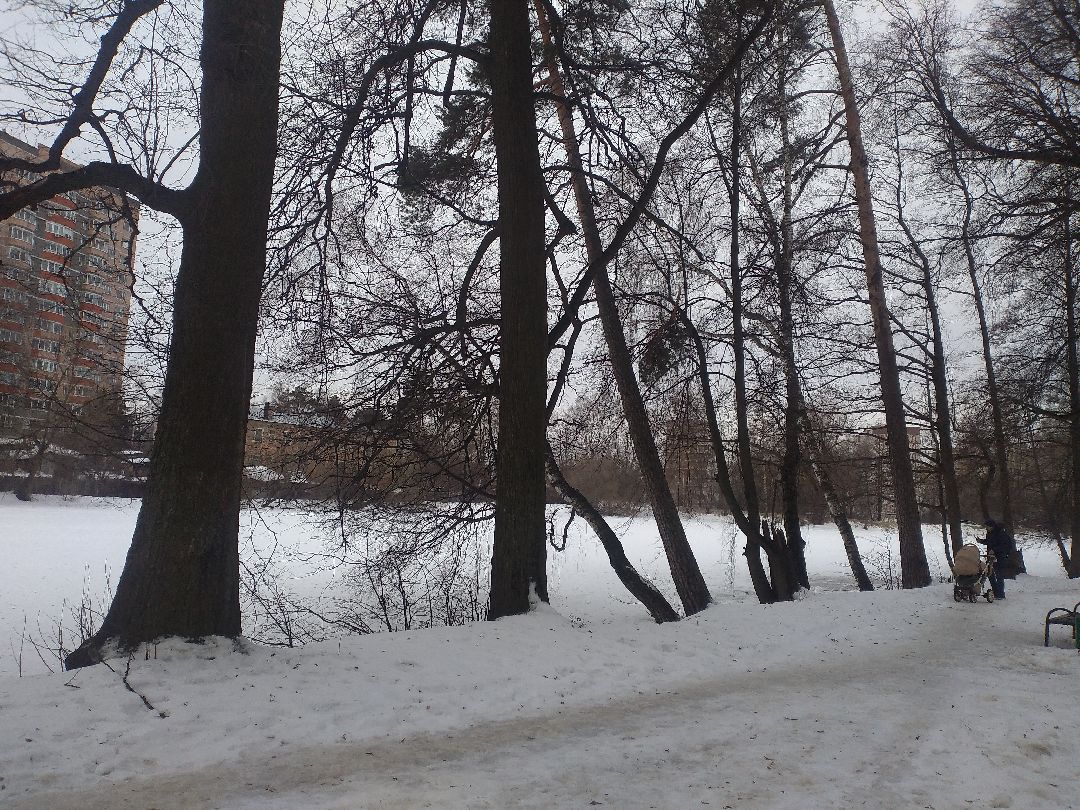 Лосино-Петровский, общество