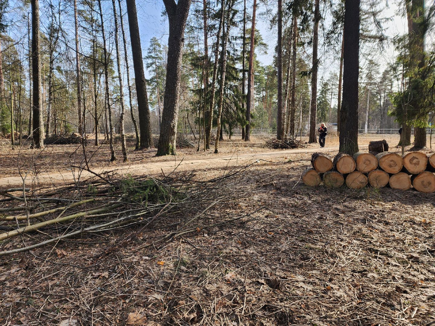 красноармейск, городской округ пушкинский, банный лес, лесопарк, благоустройство, парки подмосковья,