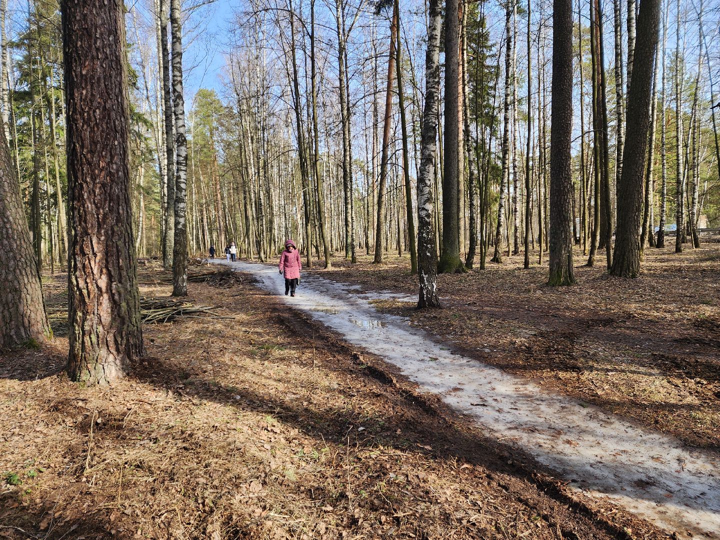 красноармейск, городской округ пушкинский, банный лес, лесопарк, благоустройство, парки подмосковья,