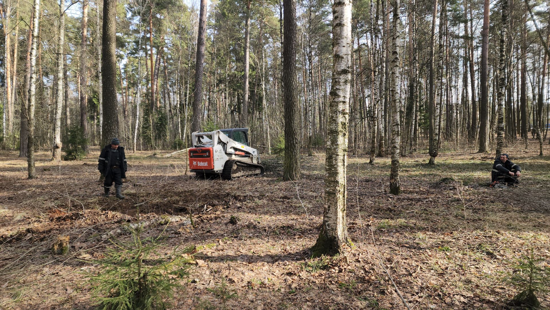 красноармейск, городской округ пушкинский, банный лес, лесопарк, благоустройство, парки подмосковья,