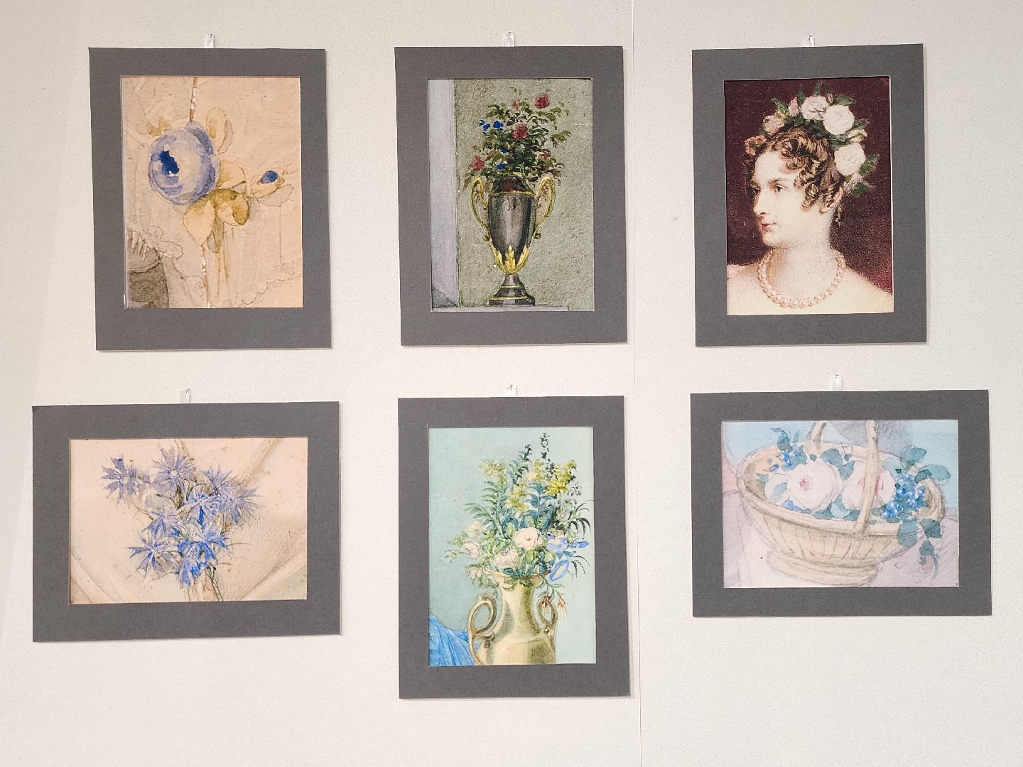 пушкино, выставка, гербарий,