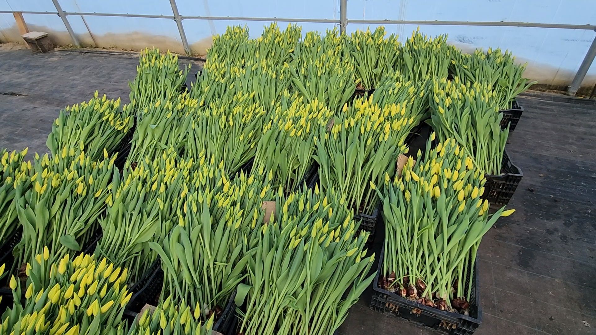 Чехов, деревня Хлевино, тепличный комплекс, садовый центр, конвейер, сортировка тюльпанов, приемка тюльпанов, обвязка, вязальные аппараты, оборудование,