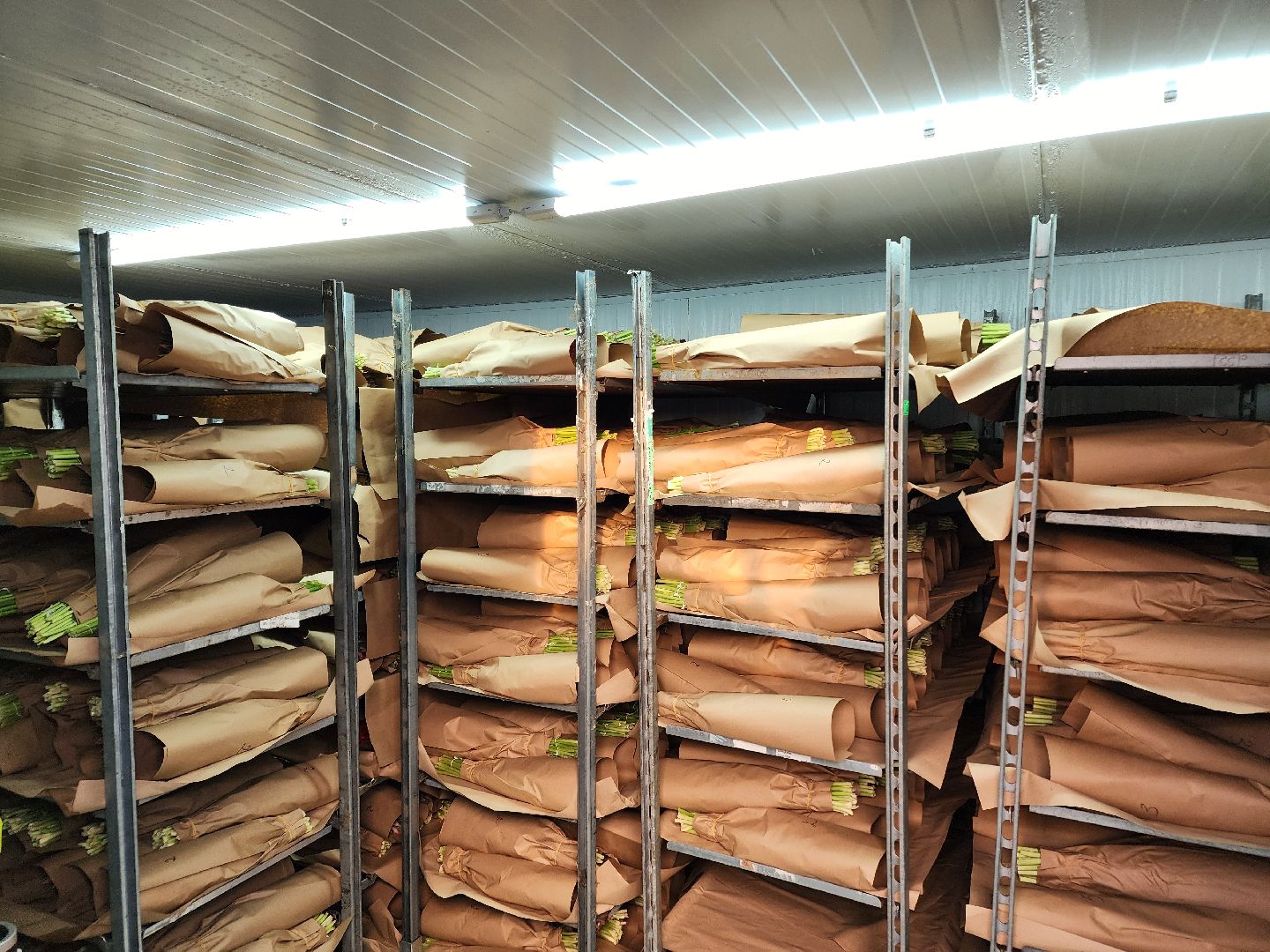 Чехов, деревня Хлевино, тепличный комплекс, садовый центр, конвейер, сортировка тюльпанов, приемка тюльпанов, обвязка, вязальные аппараты, оборудование,