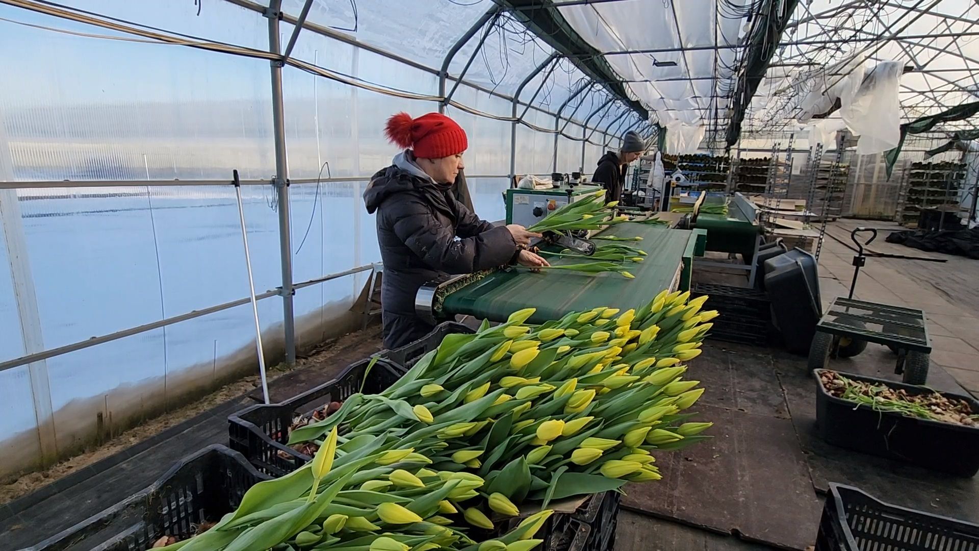 Чехов, деревня Хлевино, тепличный комплекс, садовый центр, конвейер, сортировка тюльпанов, приемка тюльпанов, обвязка, вязальные аппараты, оборудование,
