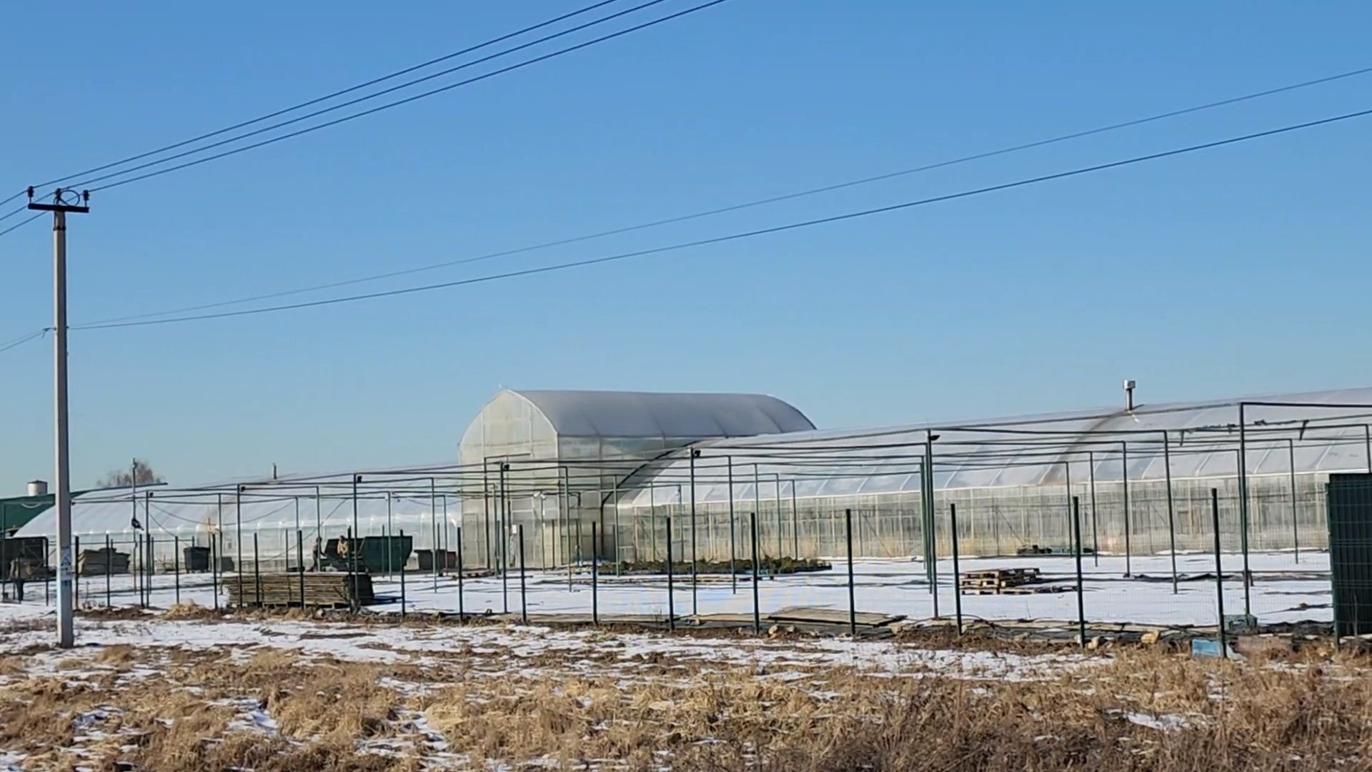 Чехов, деревня Хлевино, тепличный комплекс, садовый центр, конвейер, сортировка тюльпанов, приемка тюльпанов, обвязка, вязальные аппараты, оборудование,