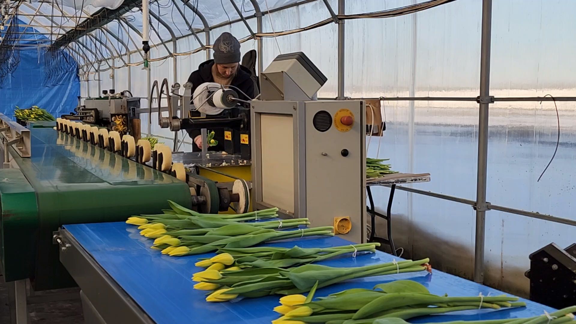 Чехов, деревня Хлевино, тепличный комплекс, садовый центр, конвейер, сортировка тюльпанов, приемка тюльпанов, обвязка, вязальные аппараты, оборудование,