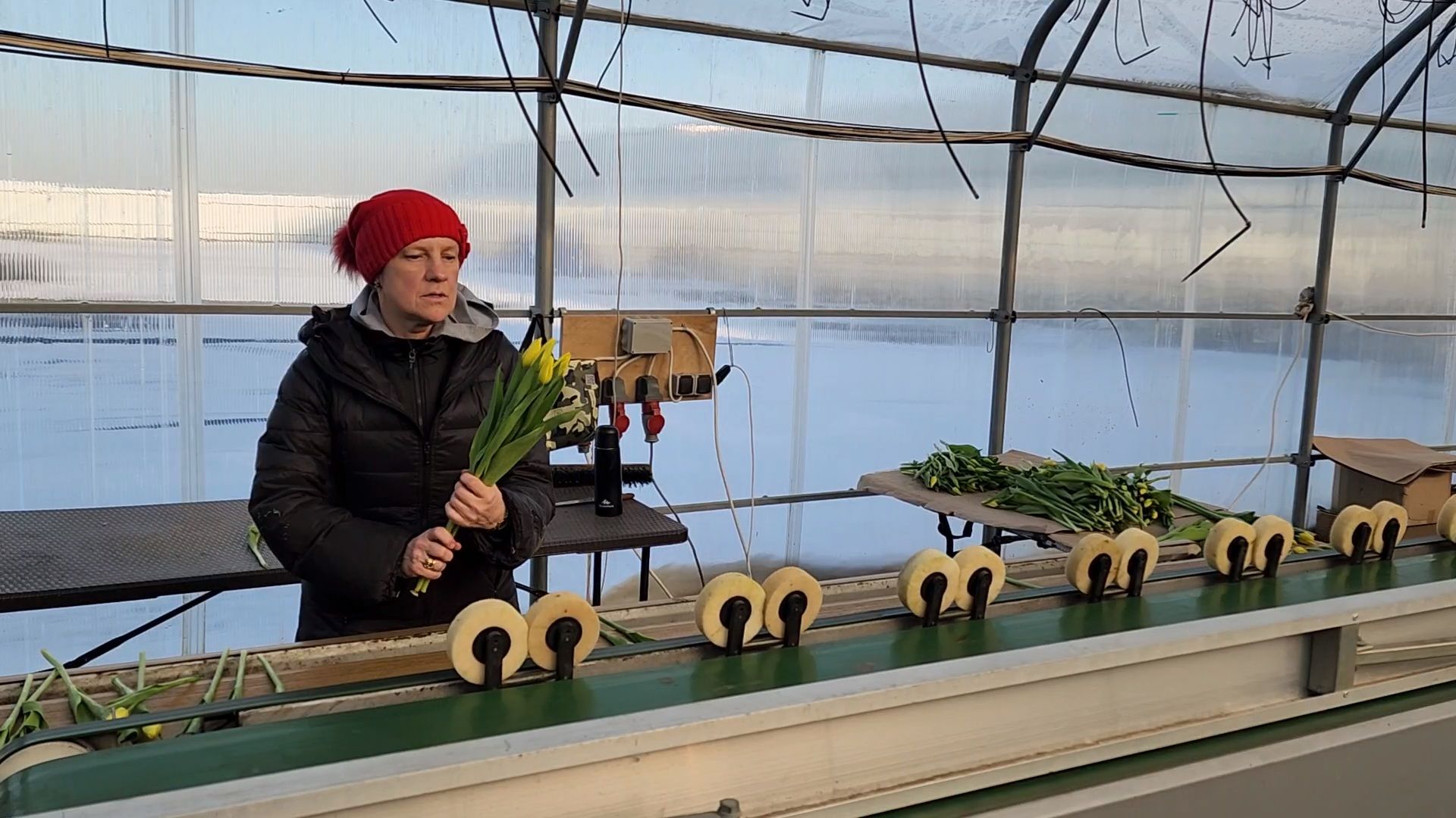 Чехов, деревня Хлевино, тепличный комплекс, садовый центр, конвейер, сортировка тюльпанов, приемка тюльпанов, обвязка, вязальные аппараты, оборудование,