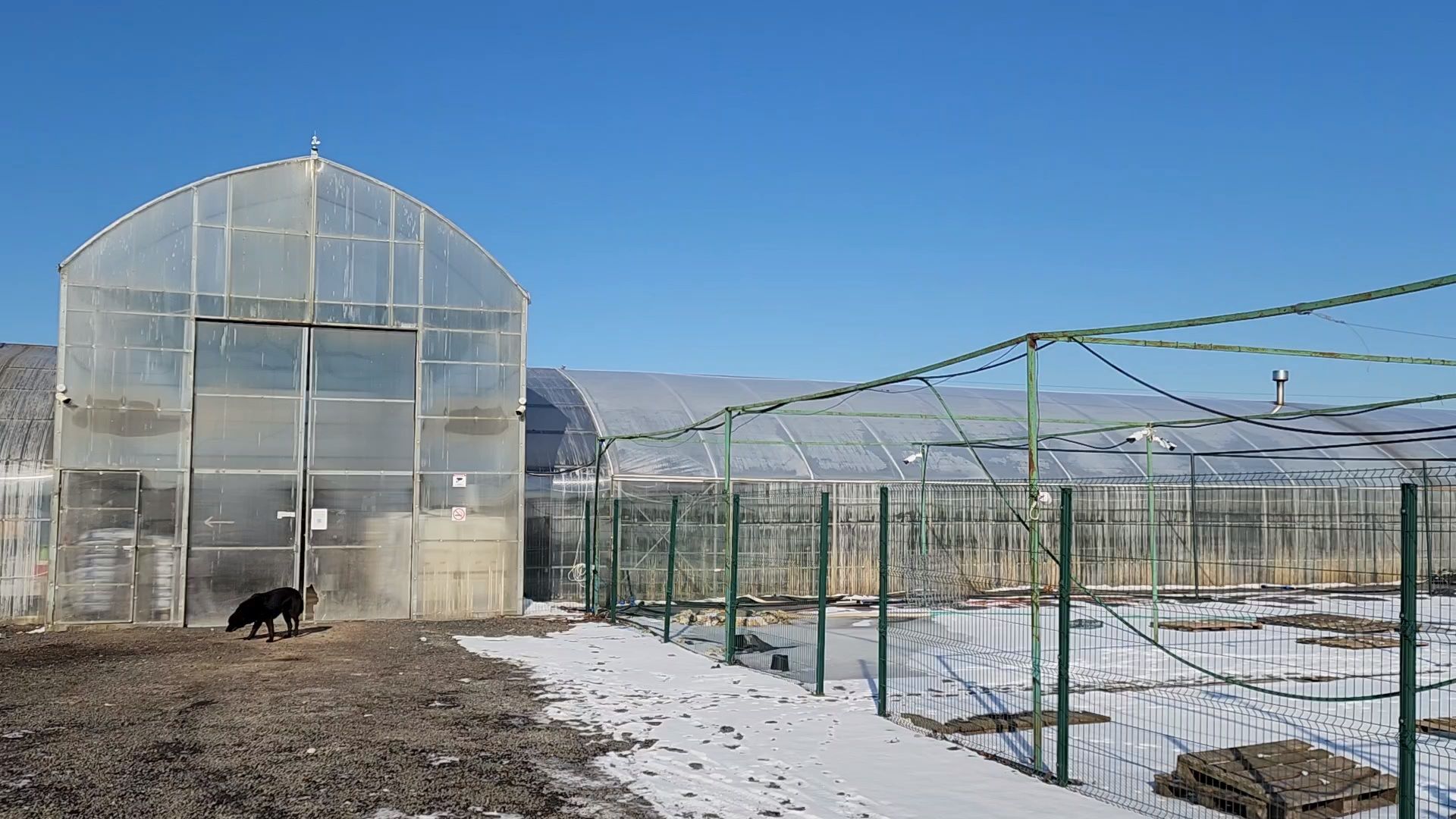 Чехов, деревня Хлевино, тепличный комплекс, садовый центр, конвейер, сортировка тюльпанов, приемка тюльпанов, обвязка, вязальные аппараты, оборудование,