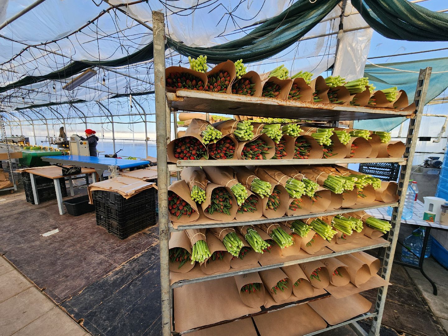 Чехов, деревня Хлевино, тепличный комплекс, садовый центр, конвейер, сортировка тюльпанов, приемка тюльпанов, обвязка, вязальные аппараты, оборудование,