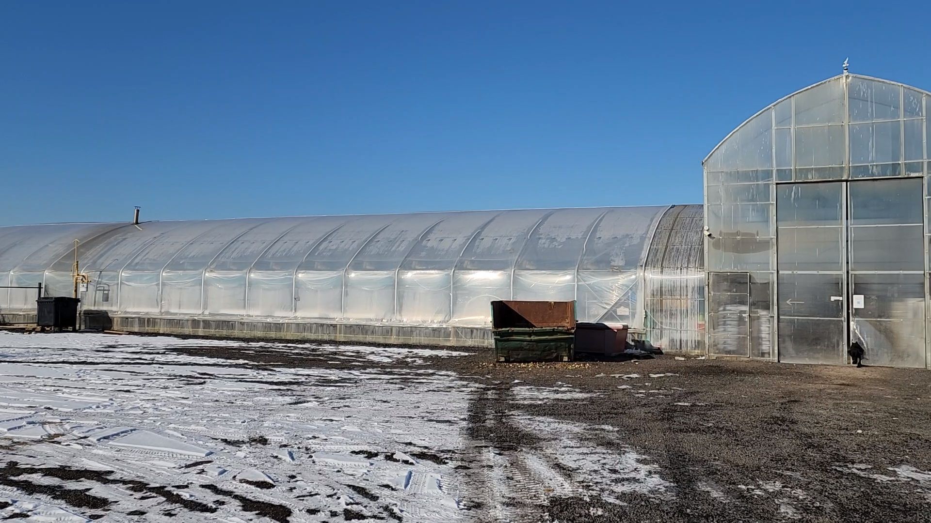 Чехов, деревня Хлевино, тепличный комплекс, садовый центр, конвейер, сортировка тюльпанов, приемка тюльпанов, обвязка, вязальные аппараты, оборудование,