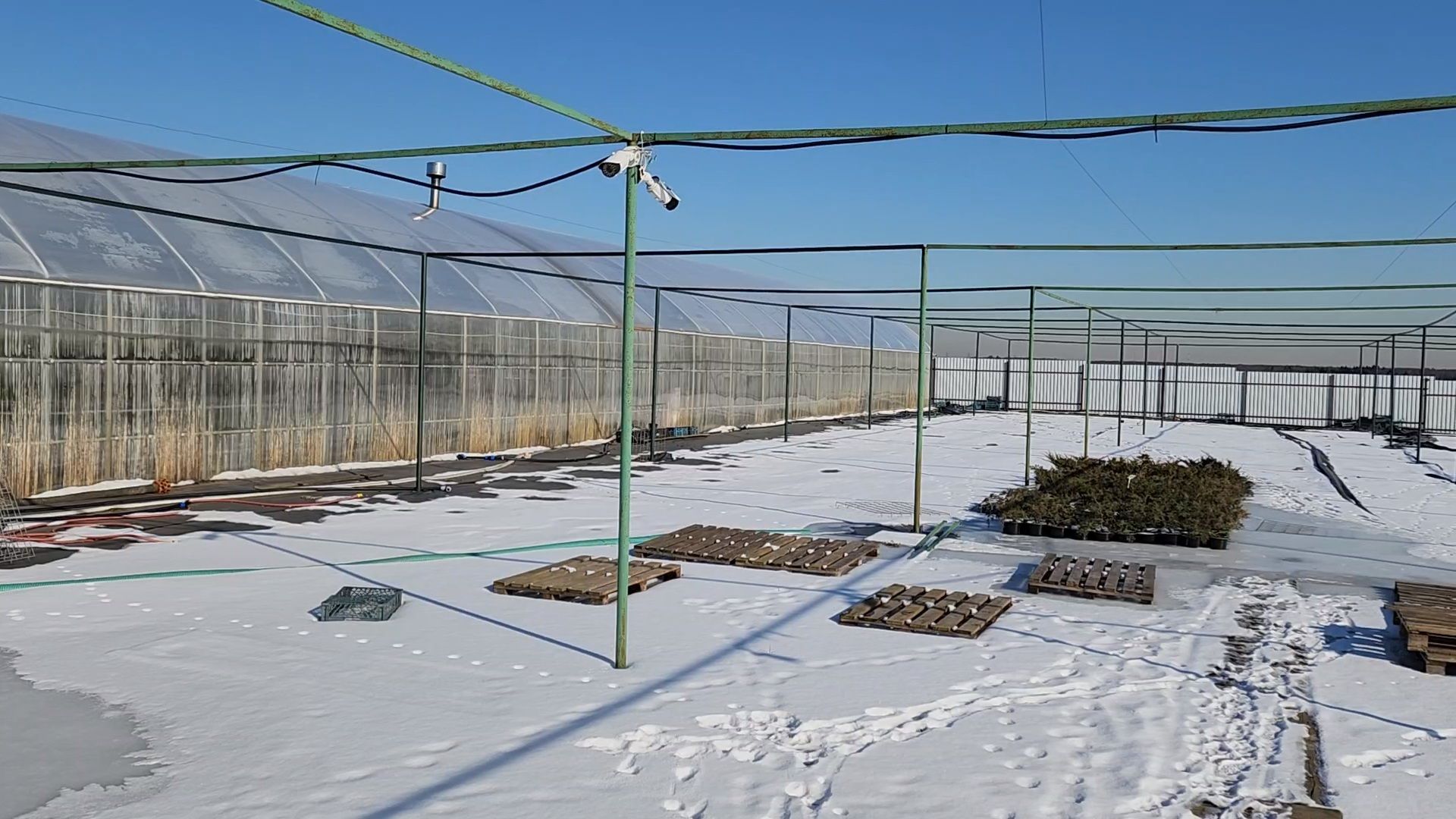 Чехов, деревня Хлевино, тепличный комплекс, садовый центр, конвейер, сортировка тюльпанов, приемка тюльпанов, обвязка, вязальные аппараты, оборудование,