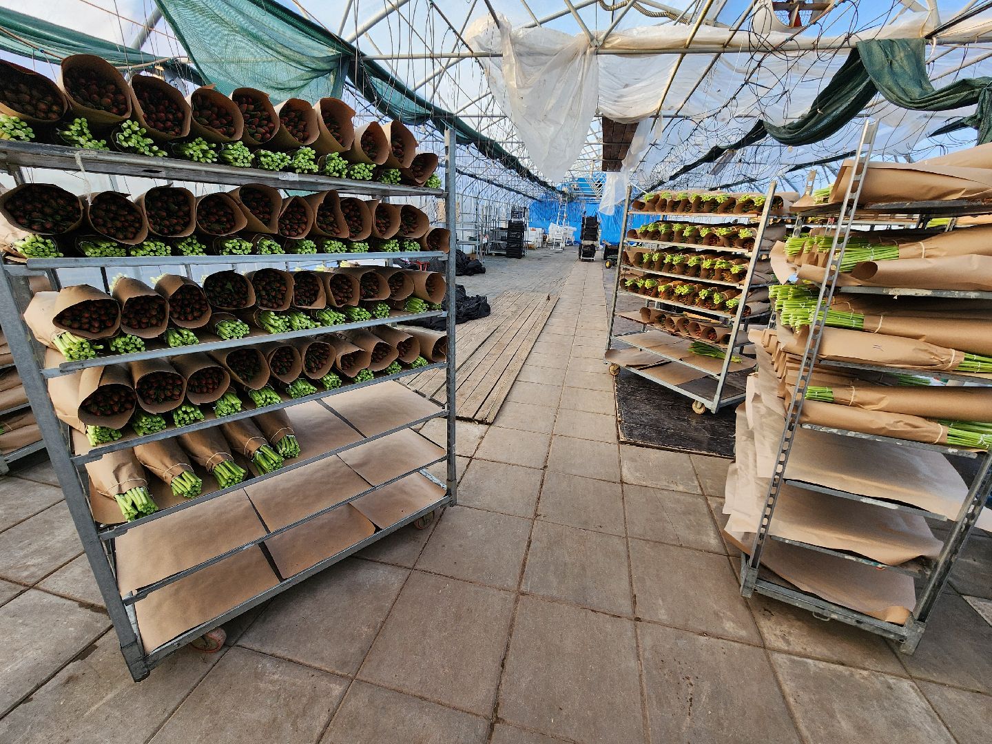 Чехов, деревня Хлевино, тепличный комплекс, садовый центр, конвейер, сортировка тюльпанов, приемка тюльпанов, обвязка, вязальные аппараты, оборудование,