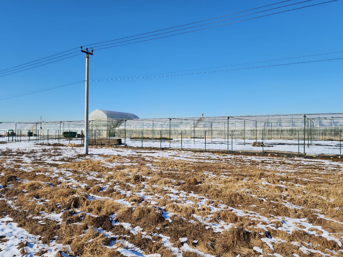 Чехов, деревня Хлевино, тепличный комплекс, садовый центр, конвейер, сортировка тюльпанов, приемка тюльпанов, обвязка, вязальные аппараты, оборудование,