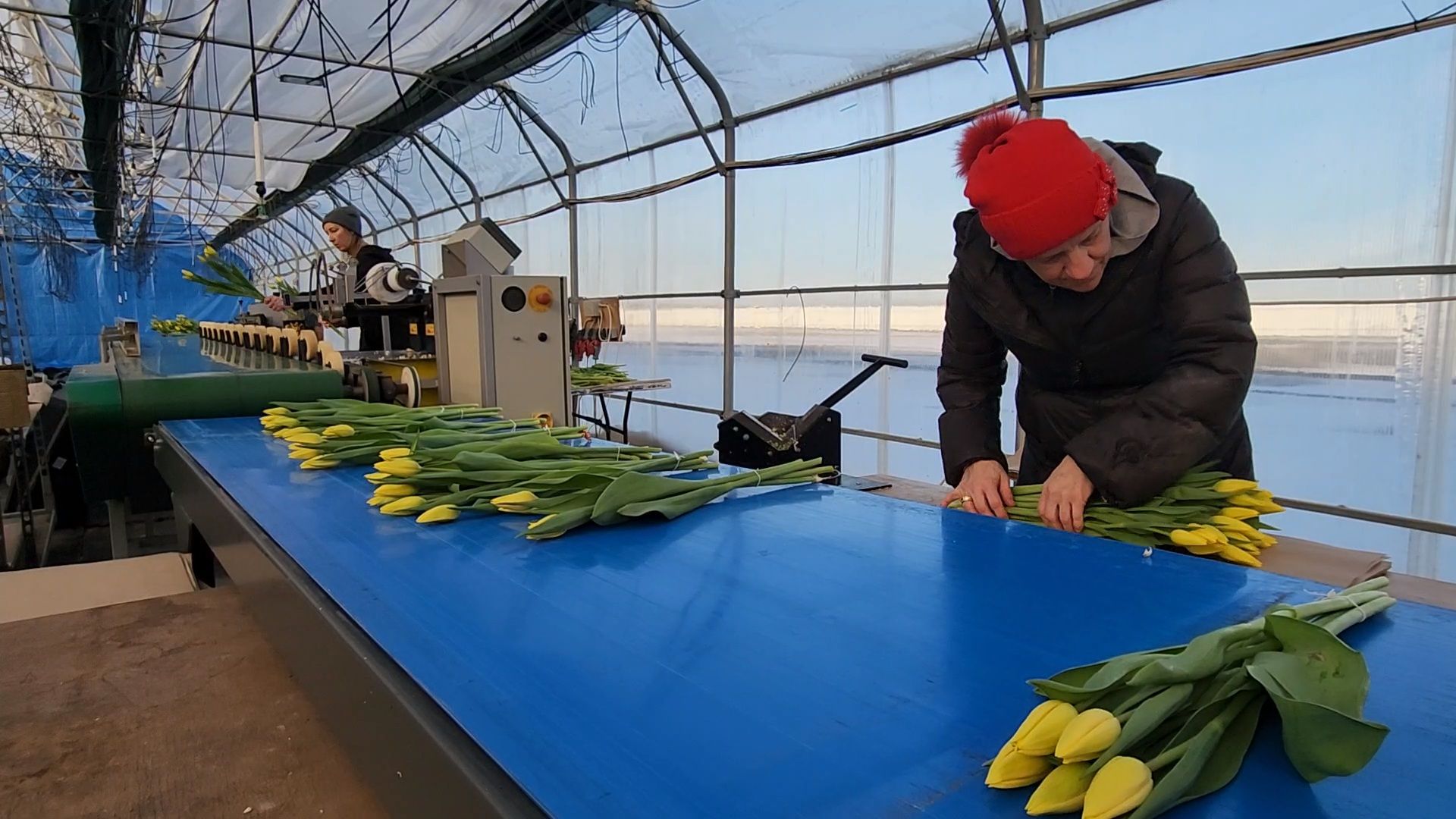 Чехов, деревня Хлевино, тепличный комплекс, садовый центр, конвейер, сортировка тюльпанов, приемка тюльпанов, обвязка, вязальные аппараты, оборудование,