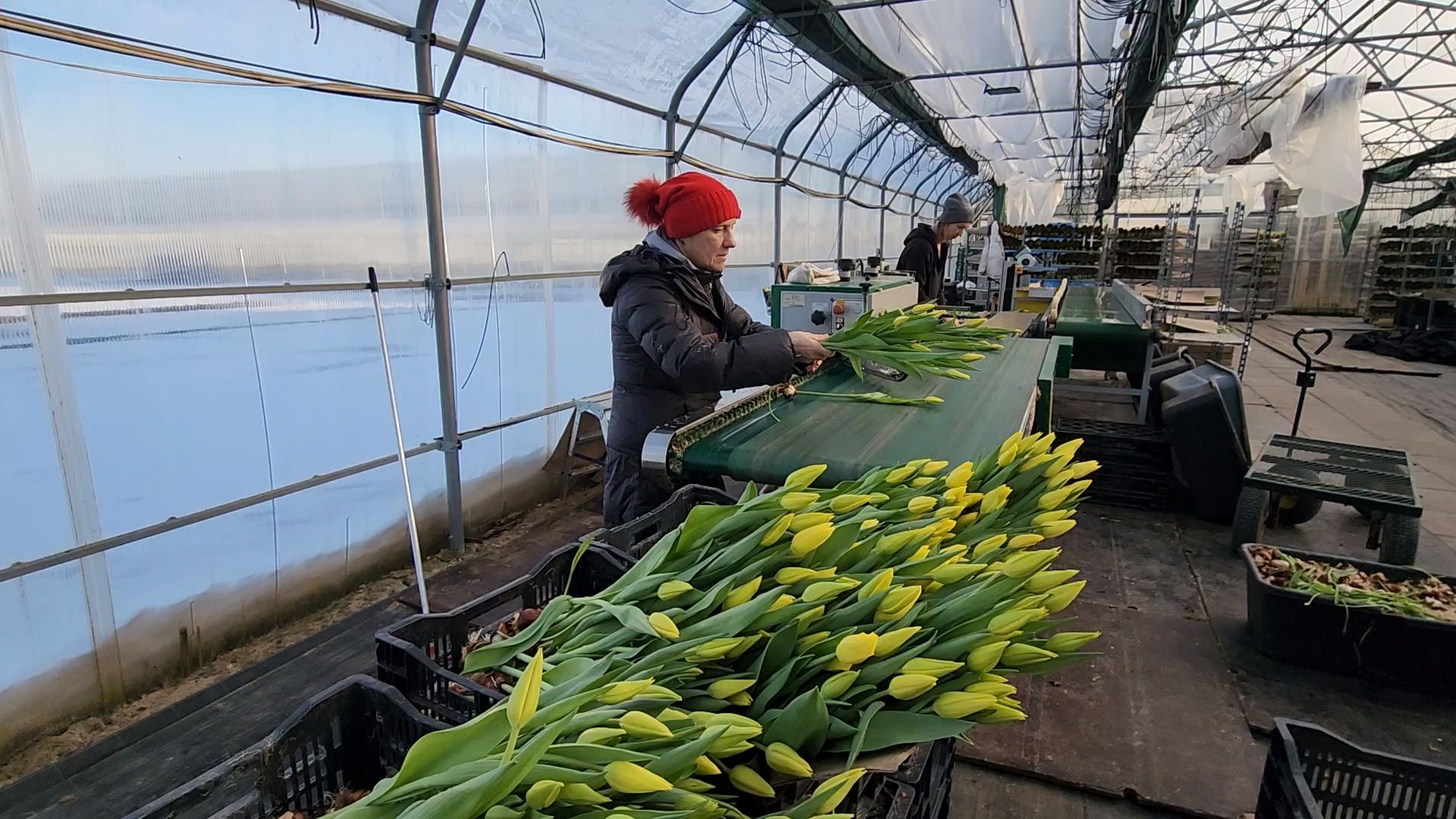 Чехов, деревня Хлевино, тепличный комплекс, садовый центр, конвейер, сортировка тюльпанов, приемка тюльпанов, обвязка, вязальные аппараты, оборудование,