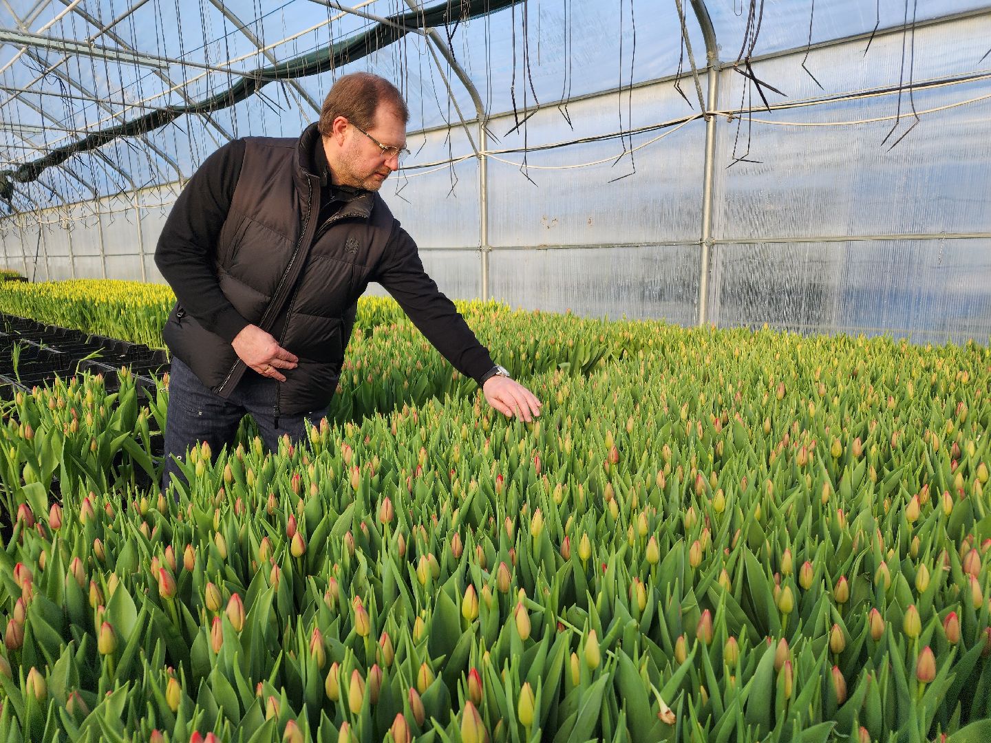 Чехов, деревня Хлевино, тепличный комплекс, садовый центр, конвейер, сортировка тюльпанов, приемка тюльпанов, обвязка, вязальные аппараты, оборудование,