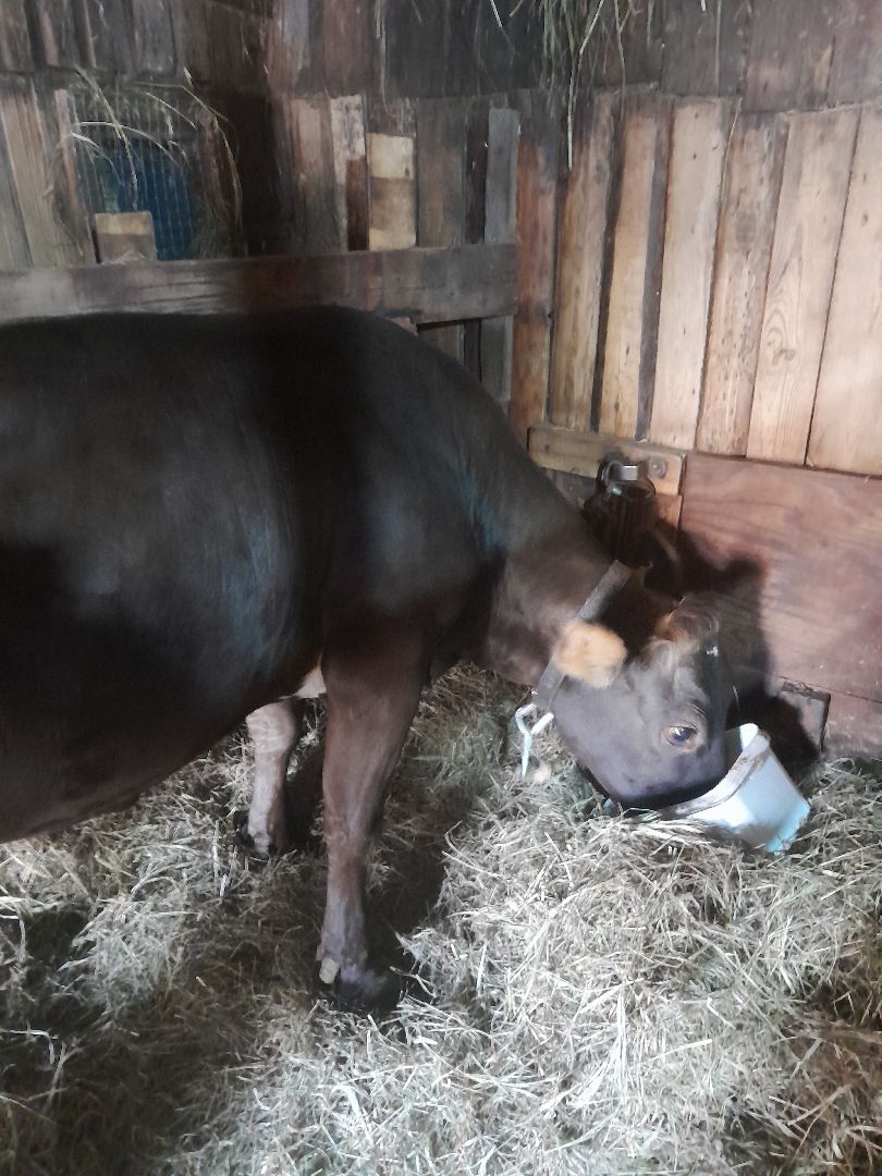 коровы, ветеринар, балашиха,