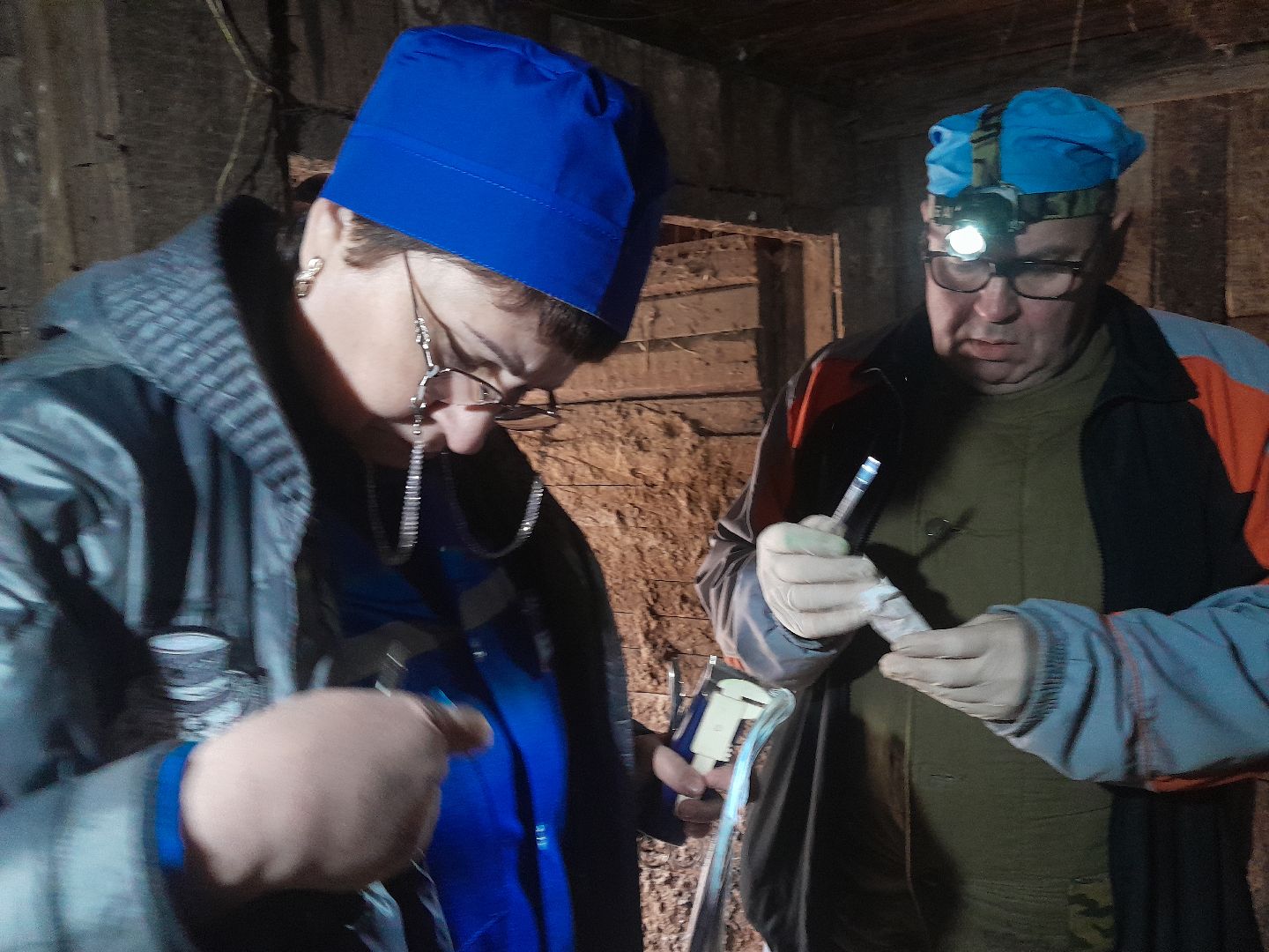 коровы, ветеринар, балашиха,