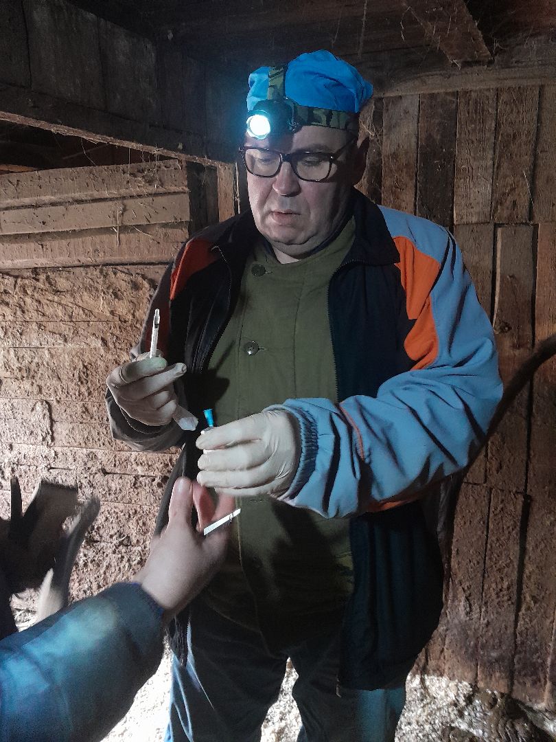 коровы, ветеринар, балашиха,