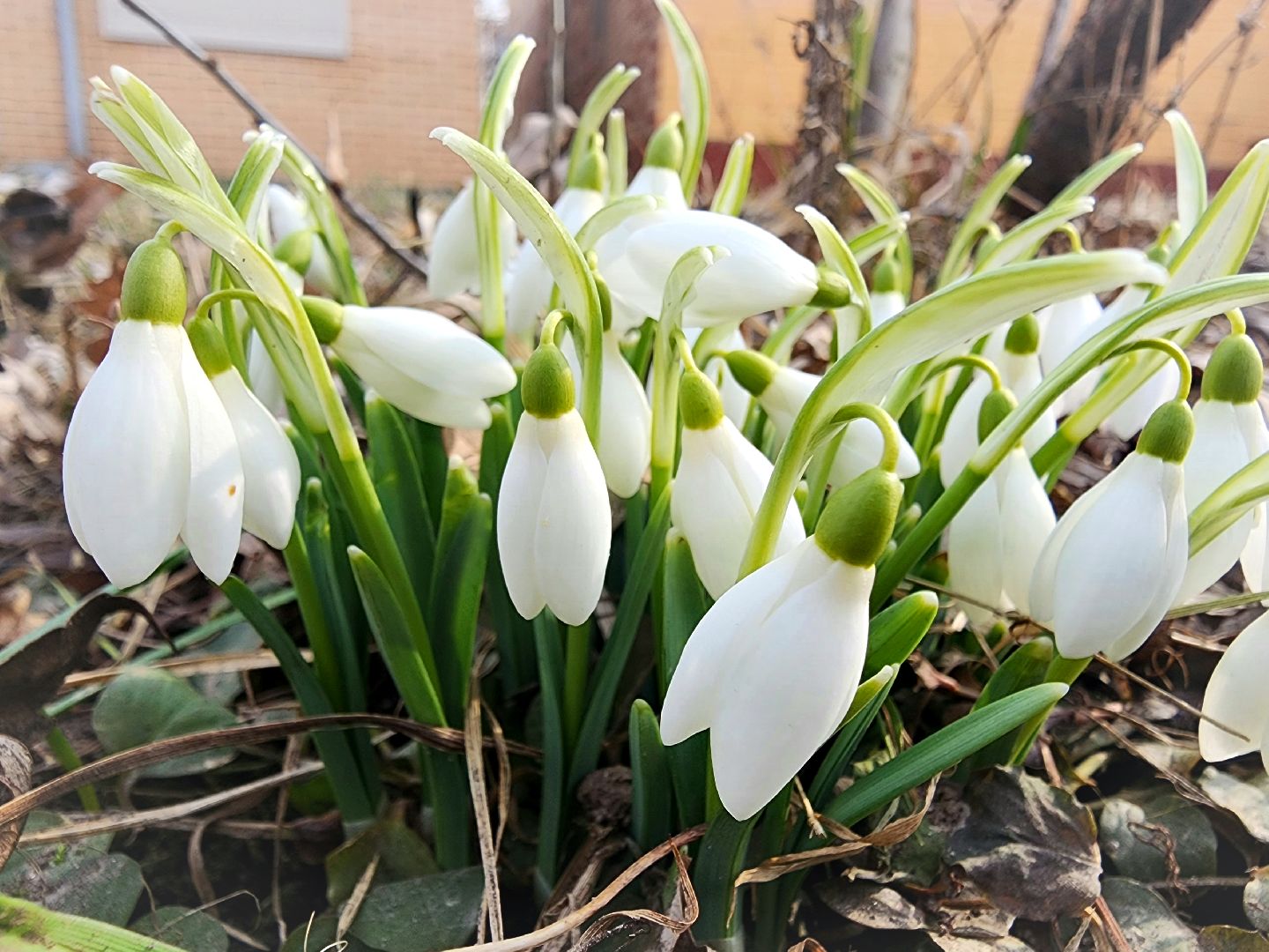 Пущино, серпухов, природа, весна, первоцветы,